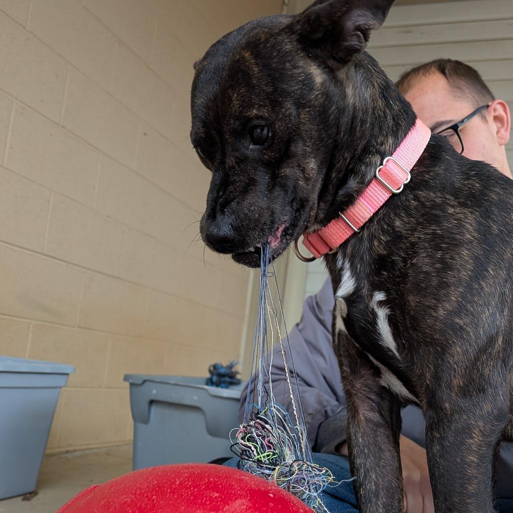 Kate(BAS), a Adoptable Feist in Lenoir, NC image 5/6