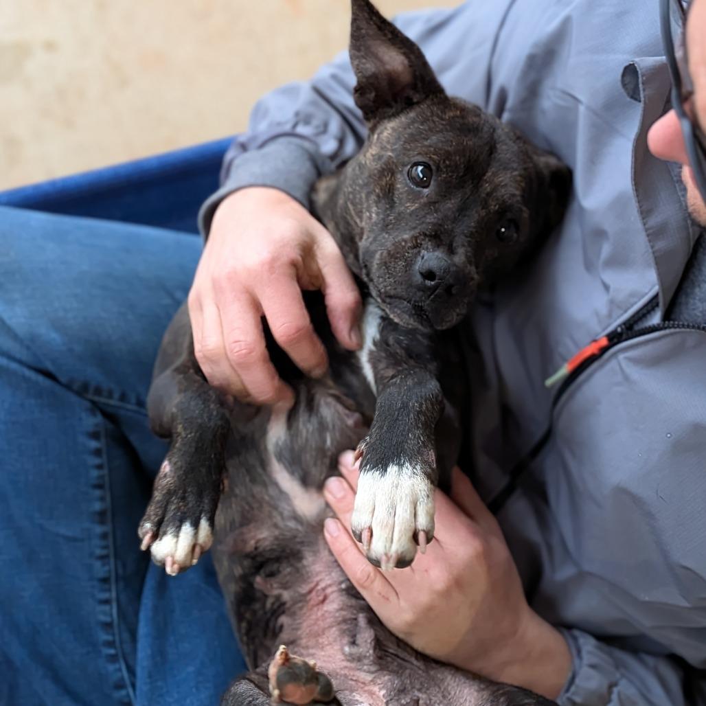 Kate(BAS), a Adoptable Feist in Lenoir, NC image 6/6