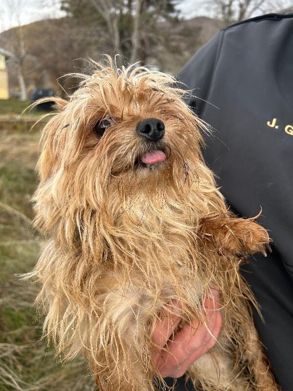 Fancy — thumbnail 2