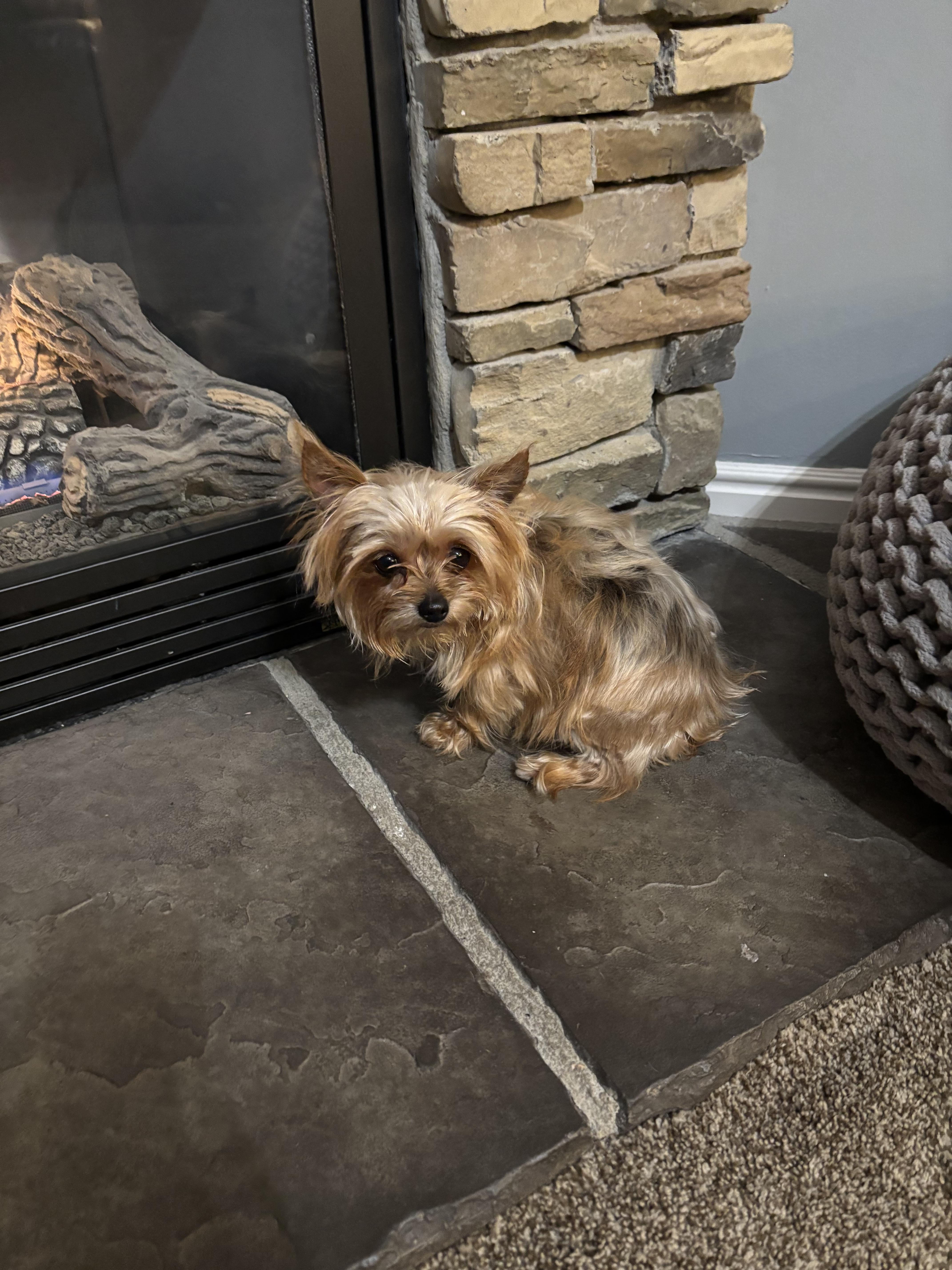 Fancy — thumbnail 3