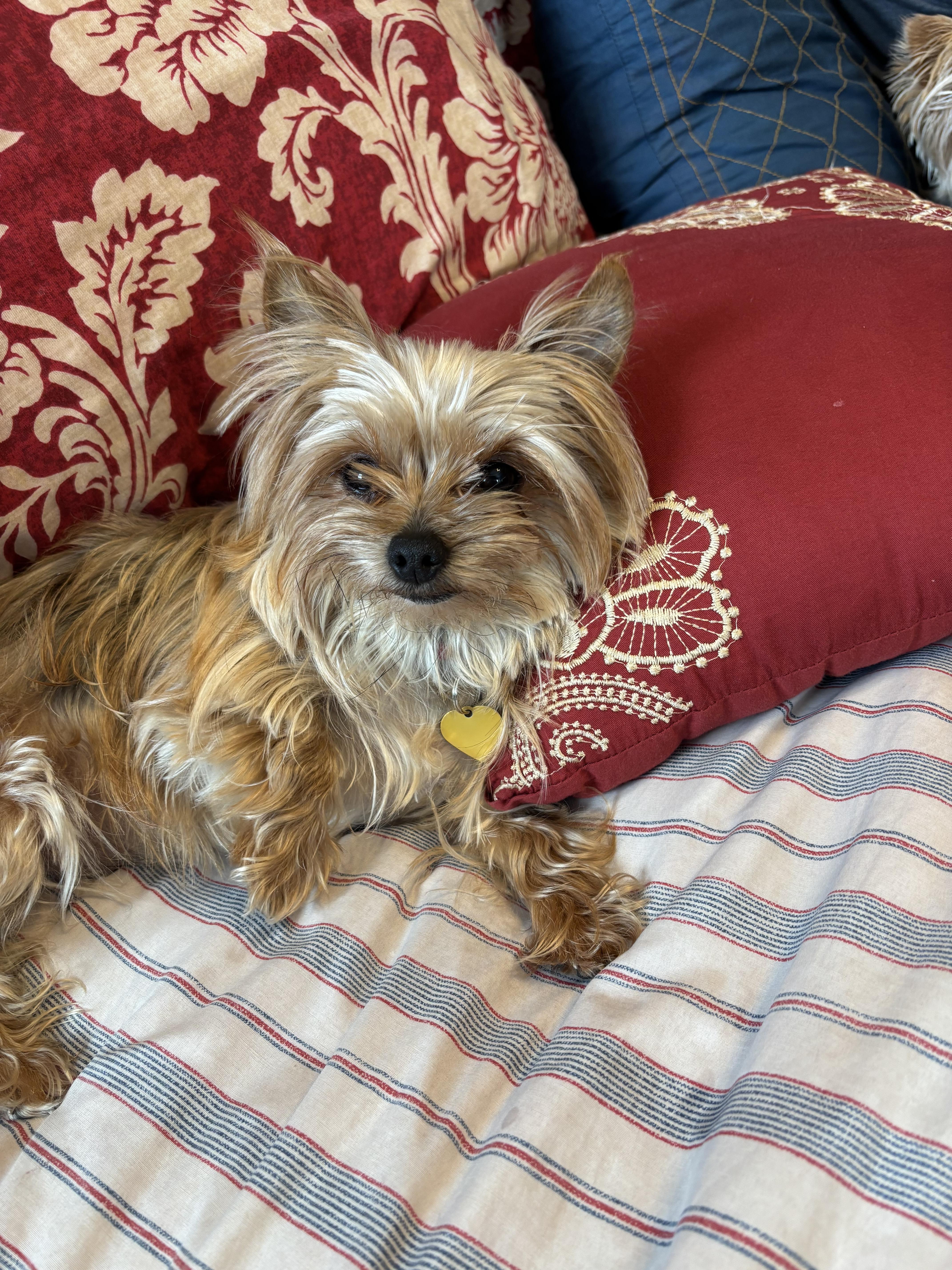 Fancy — thumbnail 4