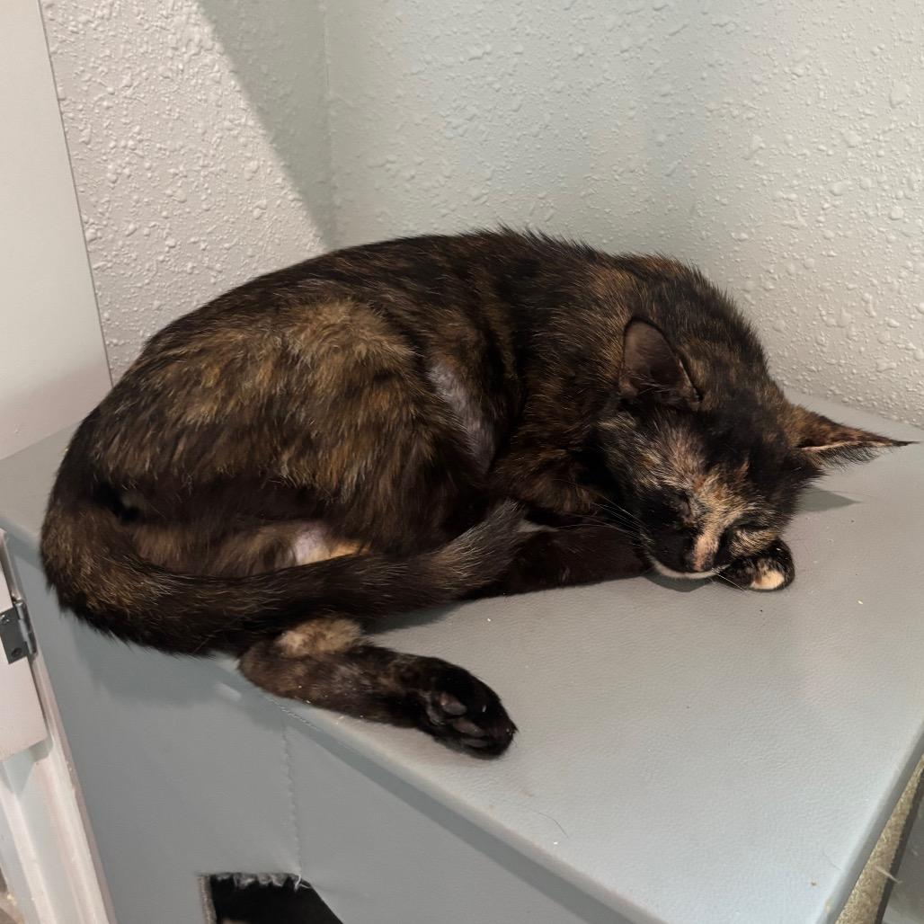 Suzette 2, a Adoptable Domestic Short Hair in Bulverde, TX image 1/5