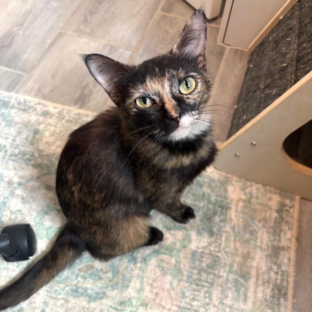 Suzette 2, a Adoptable Domestic Short Hair in Bulverde, TX image 2/5