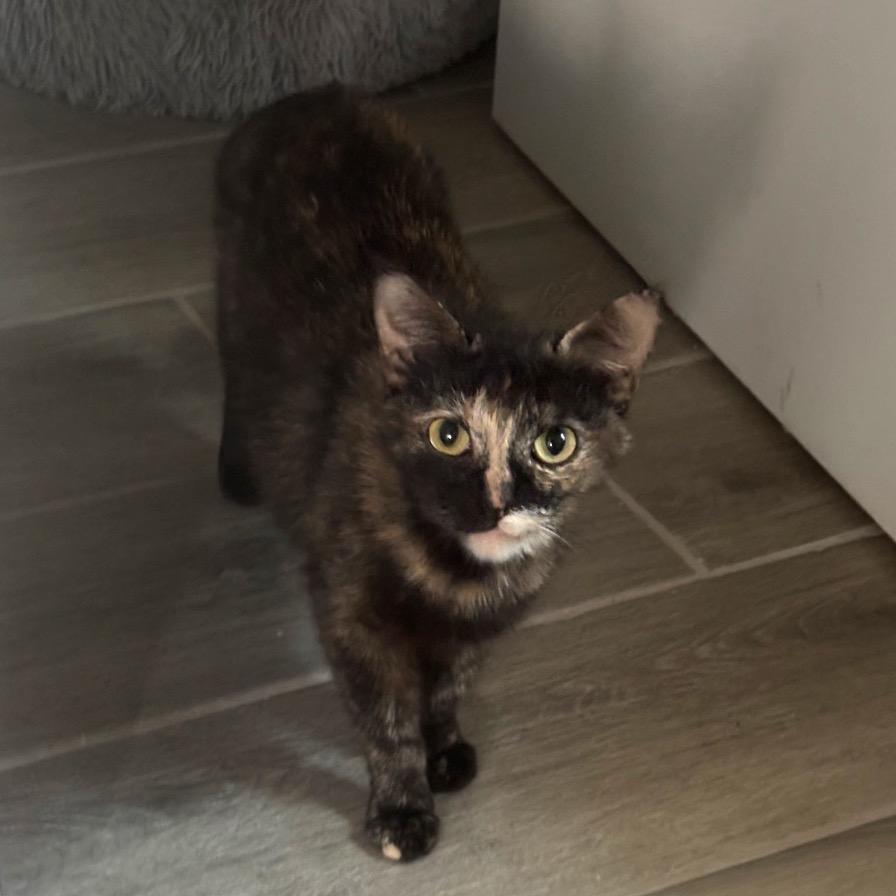 Suzette 2, a Adoptable Domestic Short Hair in Bulverde, TX image 3/5