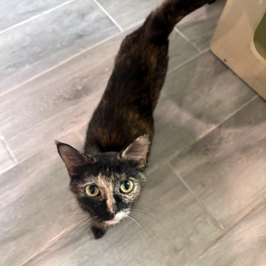 Suzette 2, a Adoptable Domestic Short Hair in Bulverde, TX image 4/5