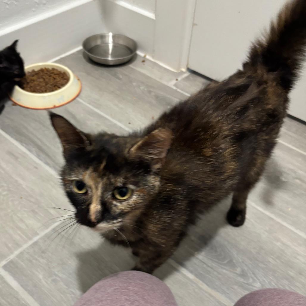 Suzette 2, a Adoptable Domestic Short Hair in Bulverde, TX image 5/5