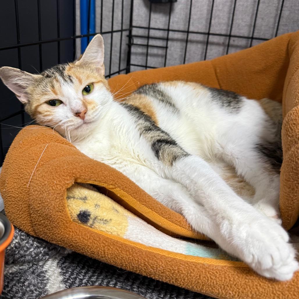 Enlarge Bermuda, a Adopted Domestic Short Hair in Archbold , OH image 1/1
