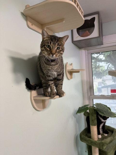 Noodle, Adoptable, Adult Male Tabby.