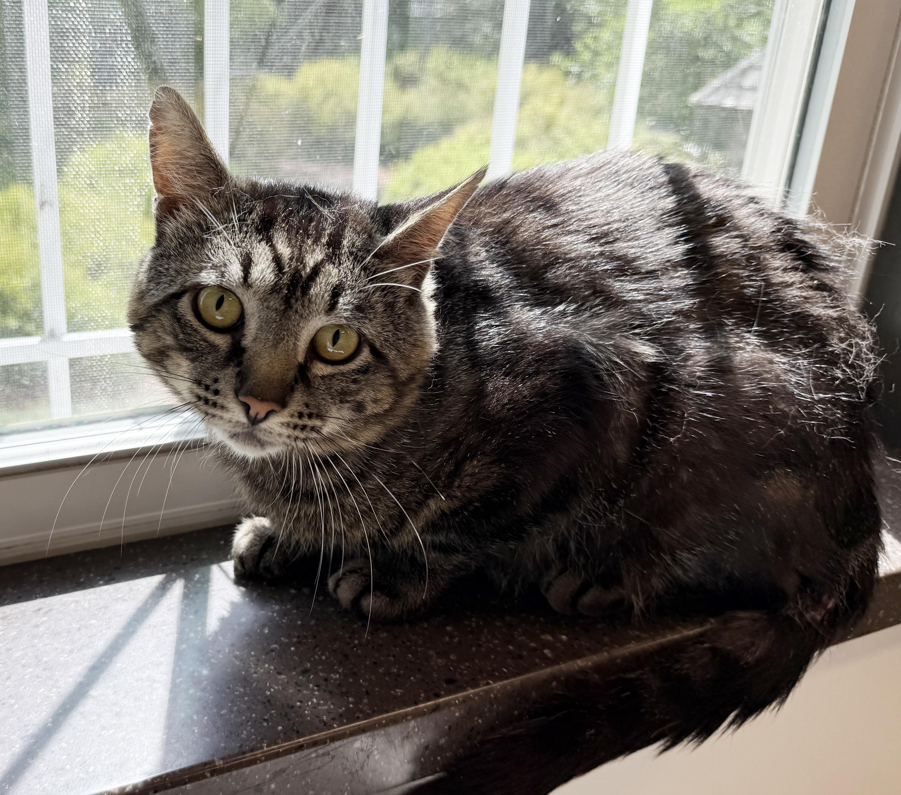 Enlarge LOCAL CAT, Benedict, a Adoptable mixed breed in Clayville, RI image 4/6