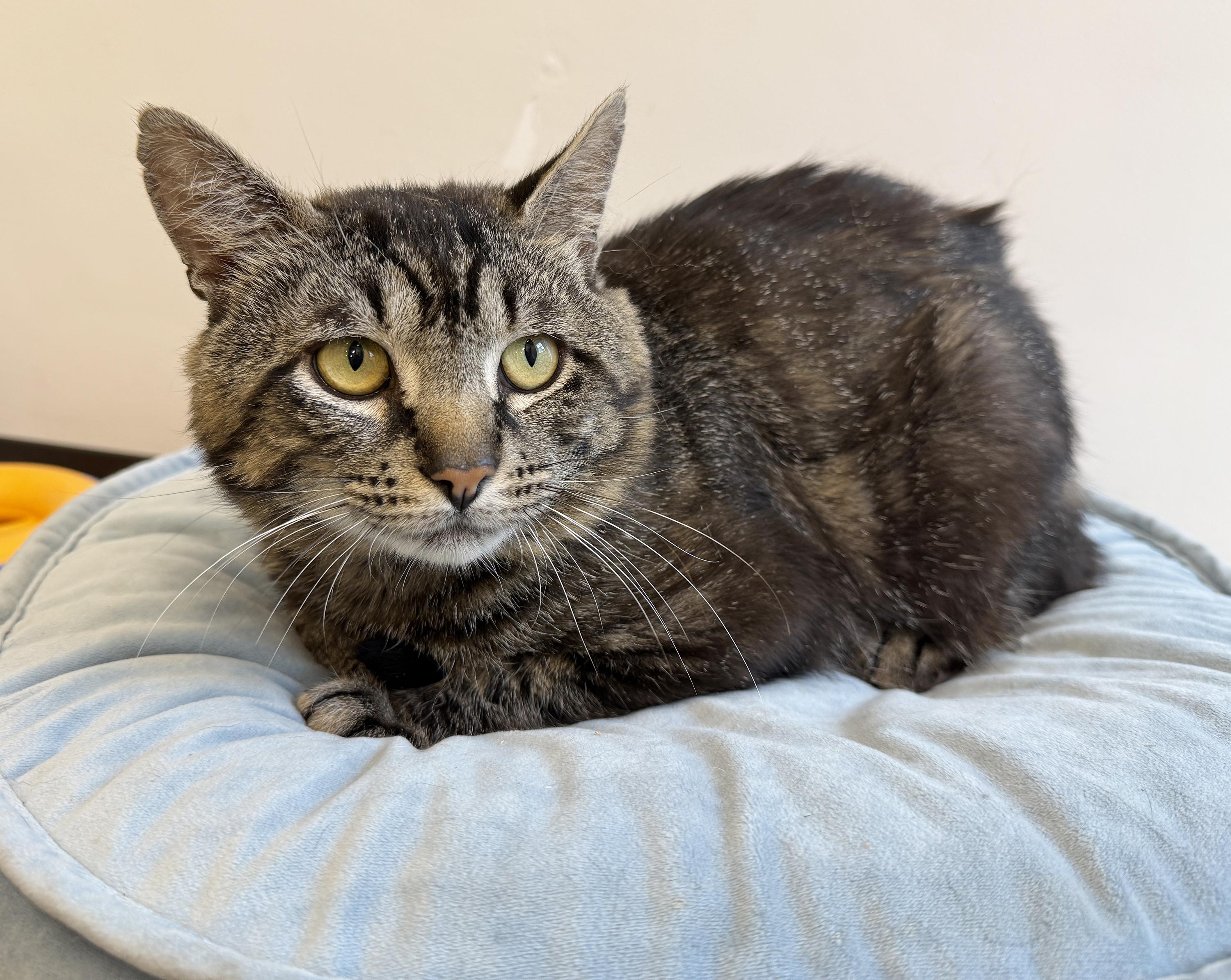Enlarge LOCAL CAT, Benedict, a Adoptable mixed breed in Clayville, RI image 2/6