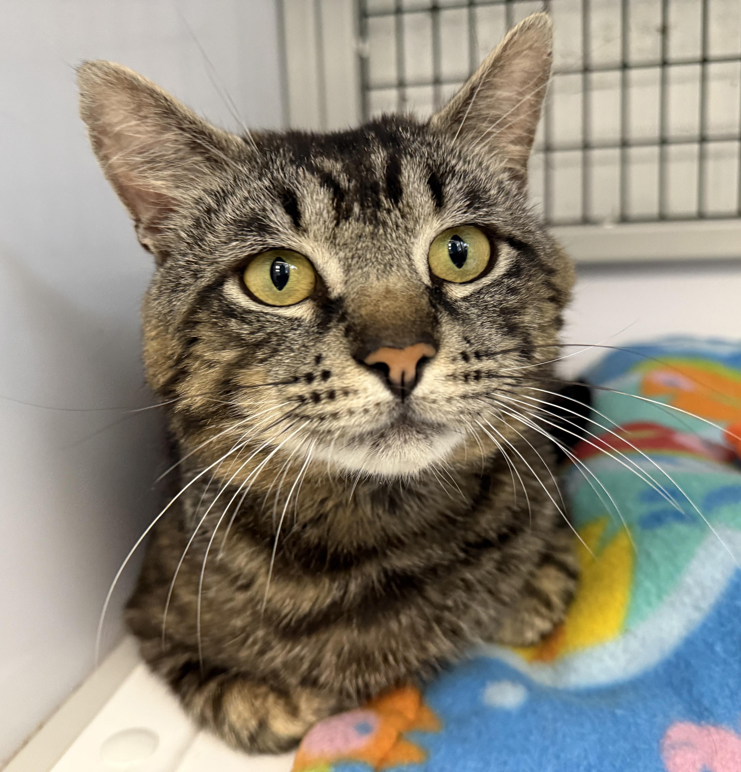 Enlarge LOCAL CAT, Benedict, a Adoptable mixed breed in Clayville, RI image 3/6