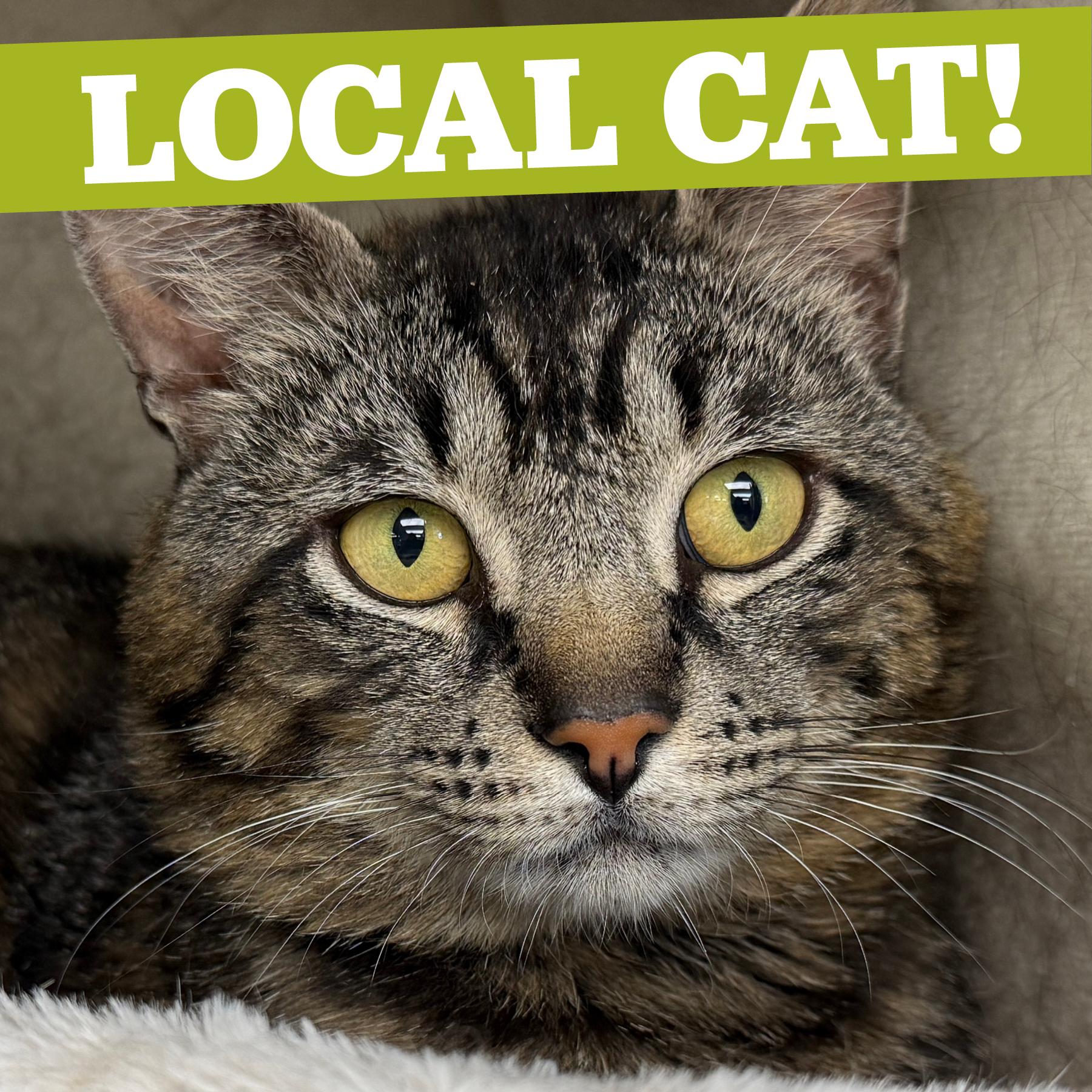 Enlarge LOCAL CAT, Benedict, a Adoptable mixed breed in Clayville, RI image 1/6