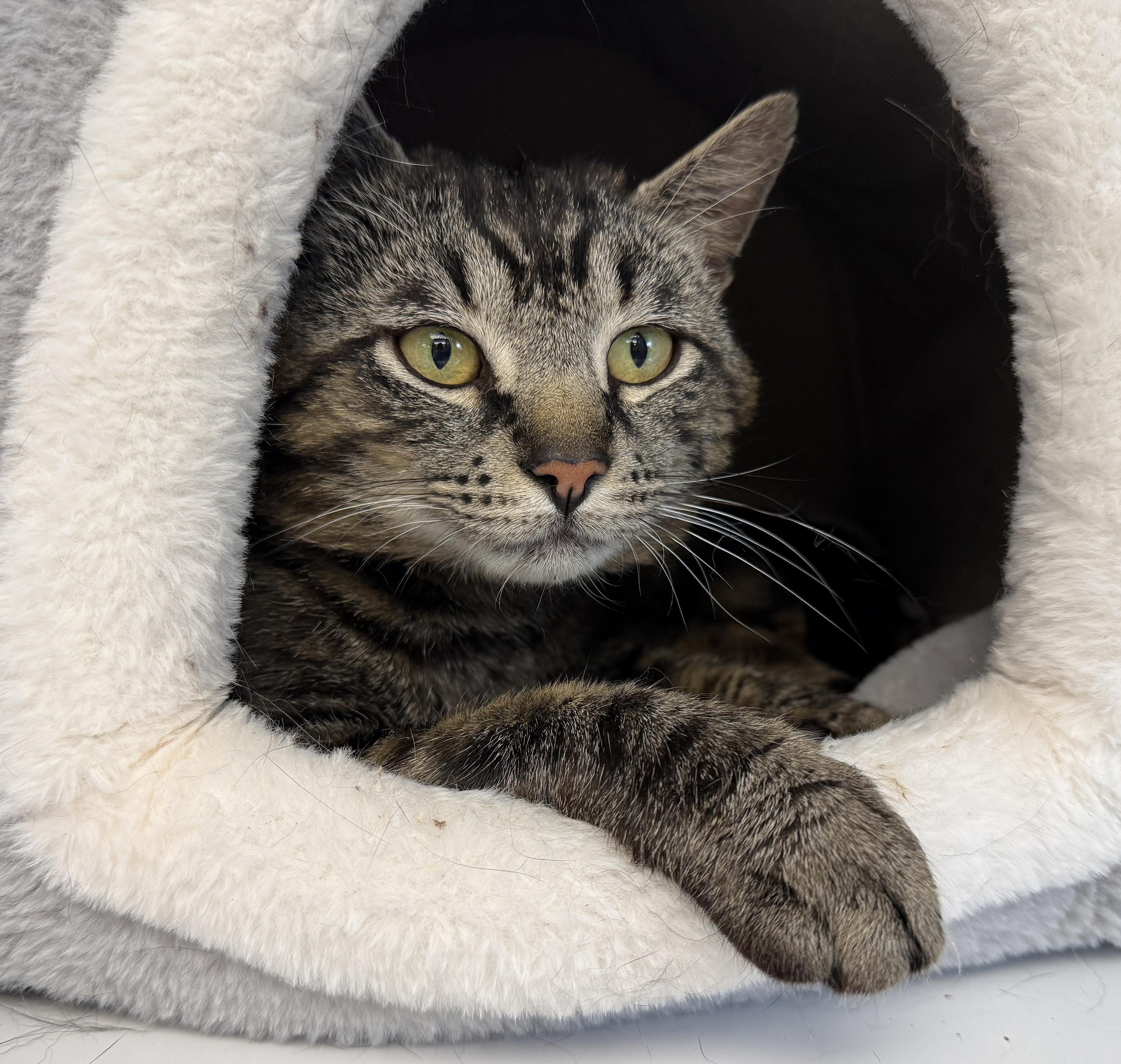 Enlarge LOCAL CAT, Benedict, a Adoptable mixed breed in Clayville, RI image 5/6