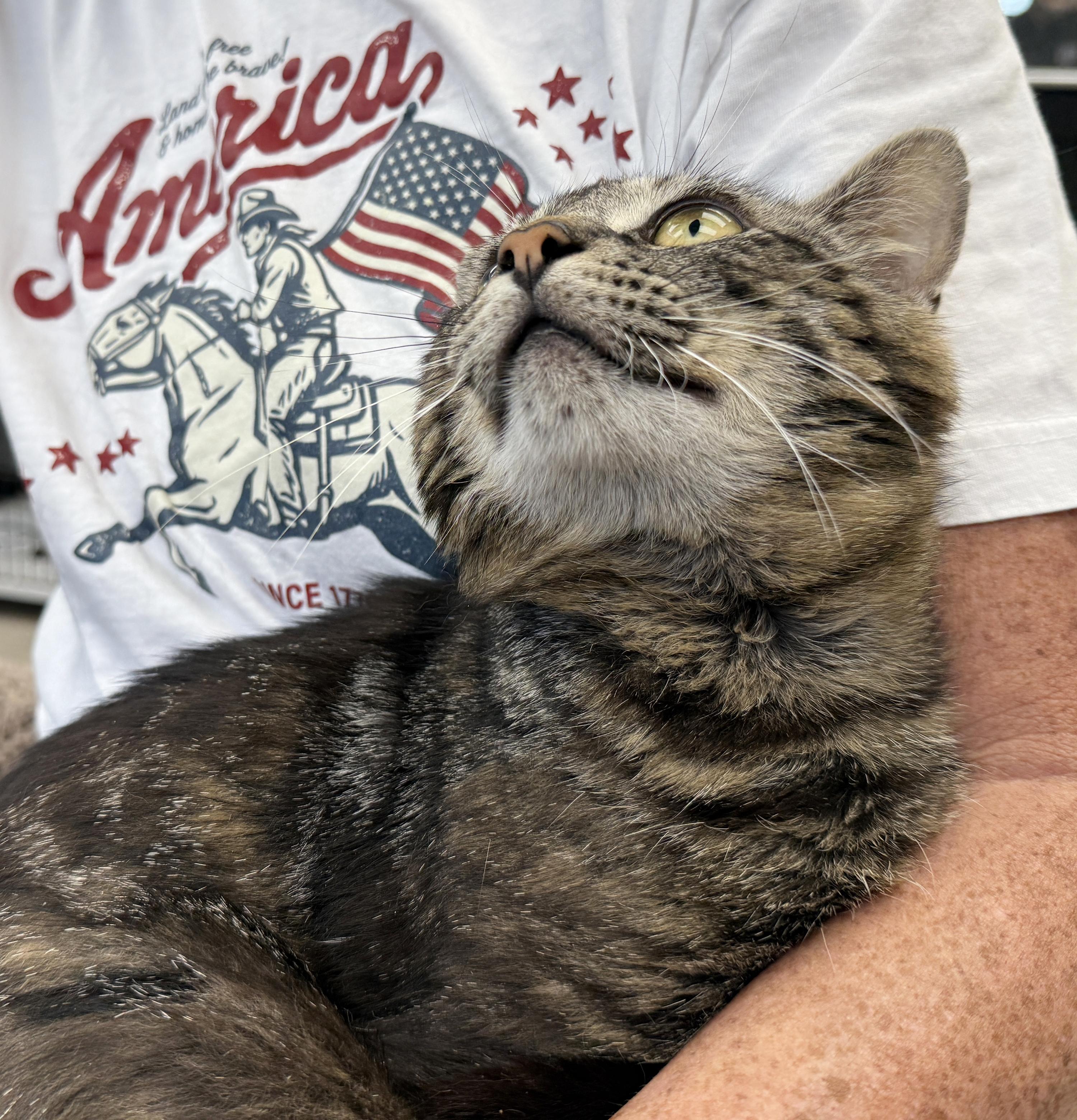 Enlarge LOCAL CAT, Benedict, a Adoptable mixed breed in Clayville, RI image 6/6