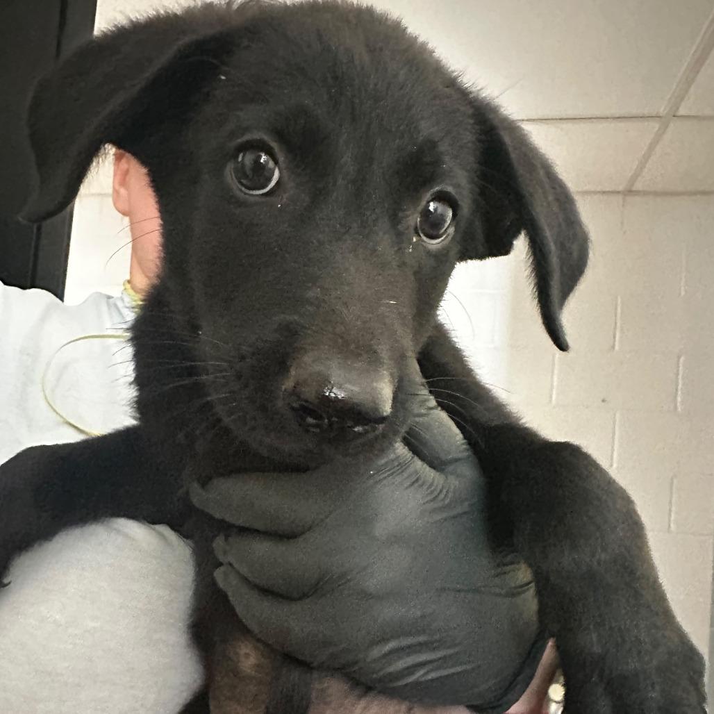 Petrie, Adoptable, Puppy Male Mixed Breed.