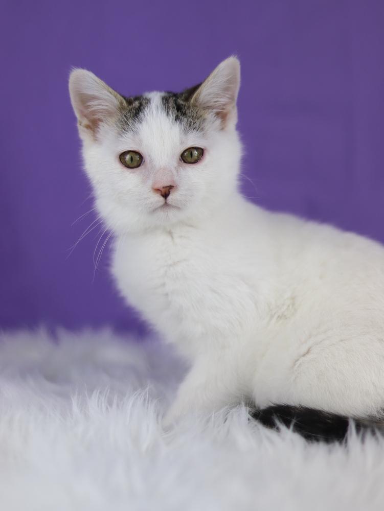 Glue Stick, Adoptable, Kitten Male Domestic Short Hair.