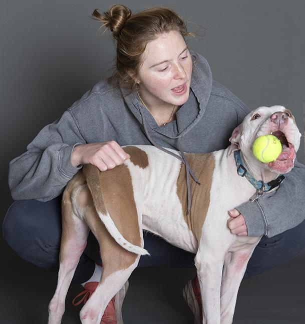 Hank, ADOPTABLE, Adult Male Pit Bull Terrier.