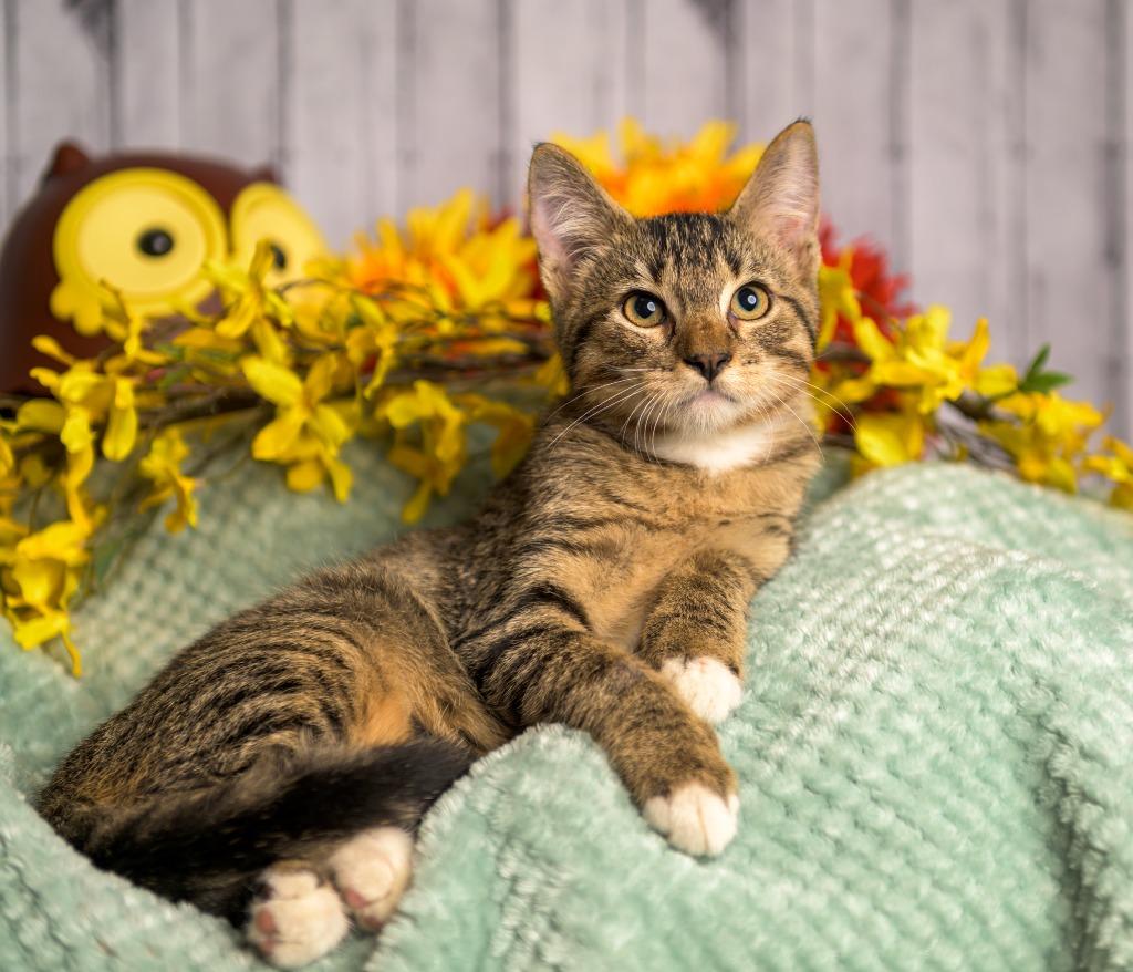 Dudley, Adoptable, Young Male Domestic Short Hair.