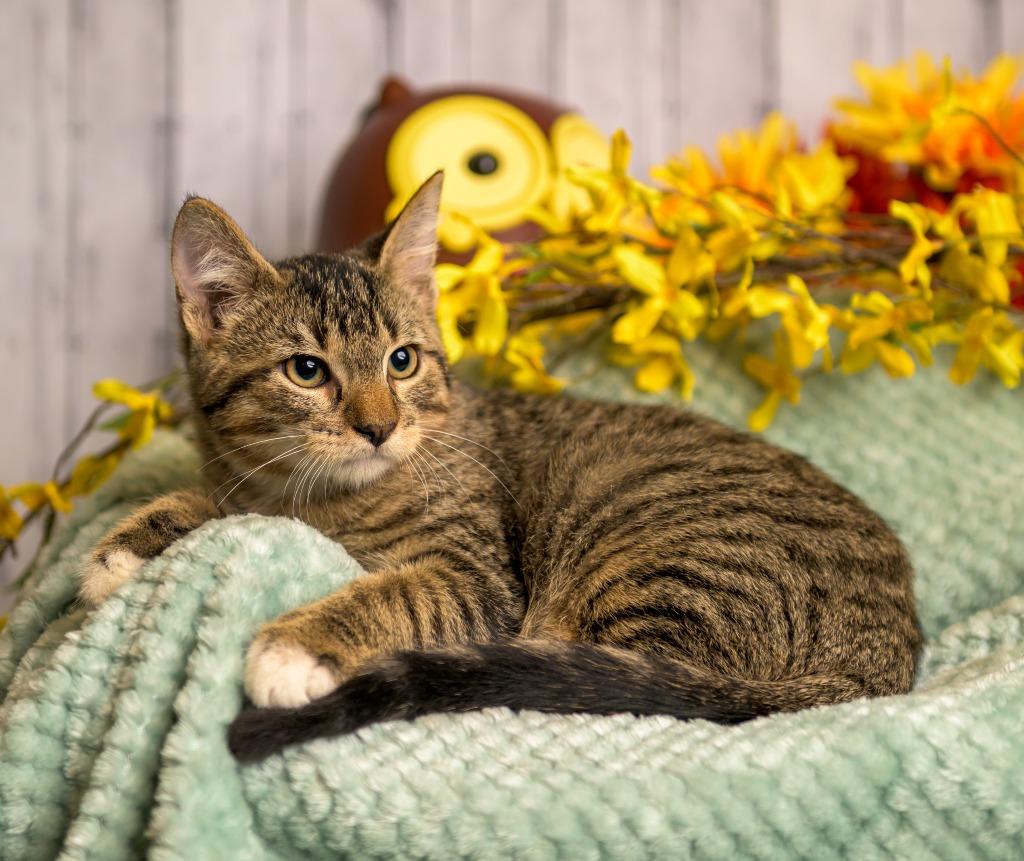 Dudley, Adoptable, Young Male Domestic Short Hair.