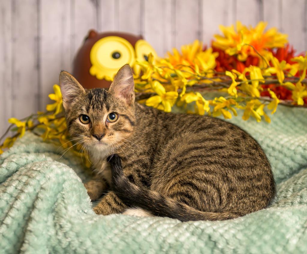 Dudley, a Adoptable mixed breed in Roanoke, TX image 2/3