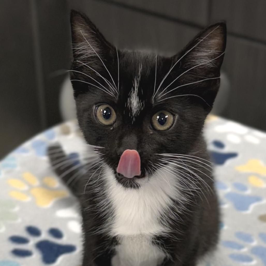 Twiggie, Adoptable, Kitten Female Domestic Short Hair.