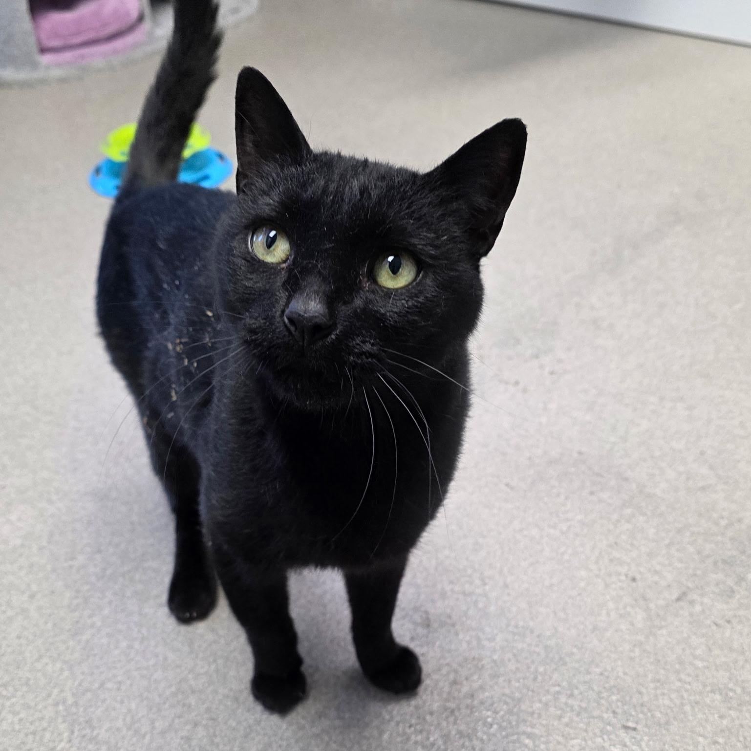 Jelly Bean, ADOPTABLE, Senior Male Domestic Short Hair.