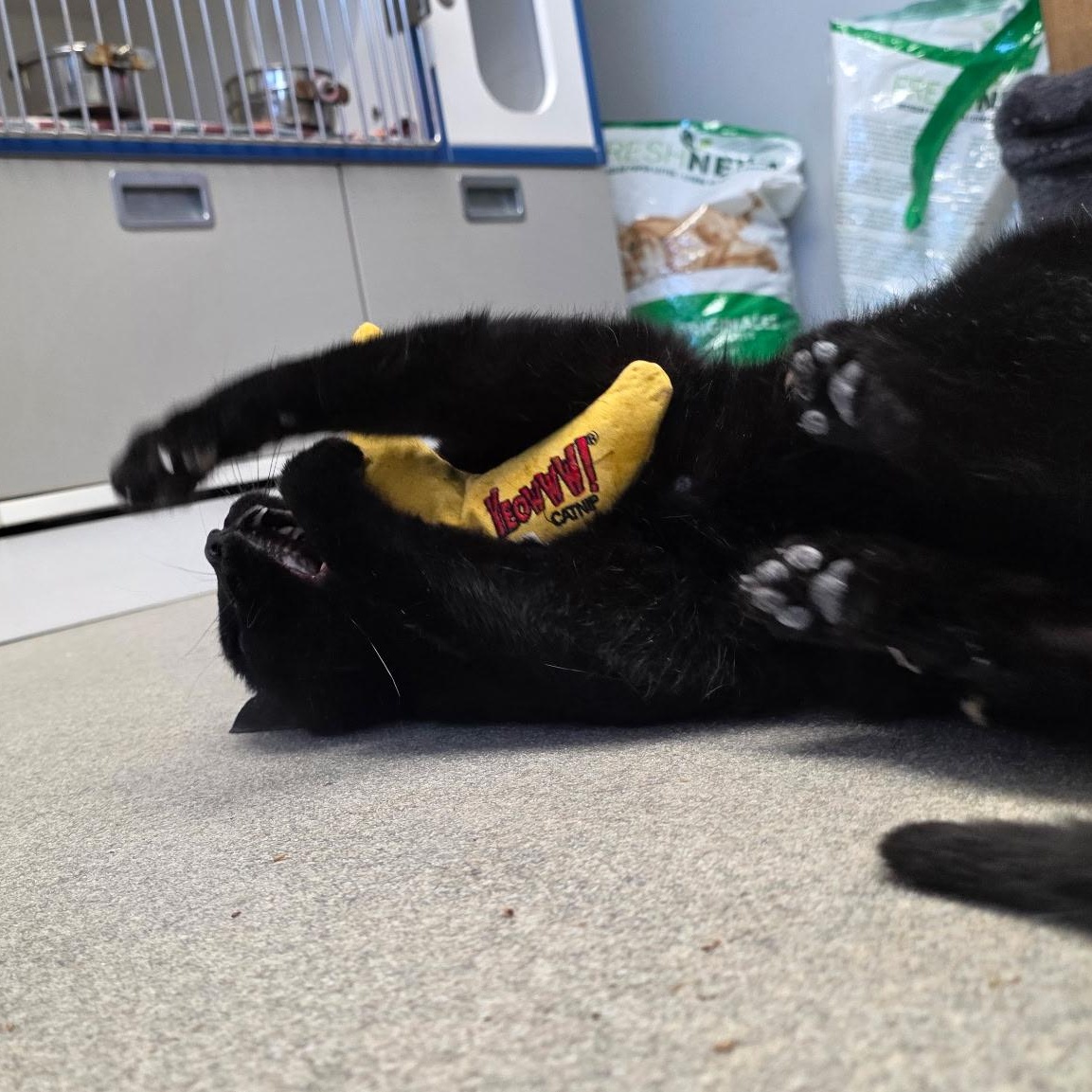 Enlarge Jelly Bean, a ADOPTABLE mixed breed in Smithtown, NY image 4/4