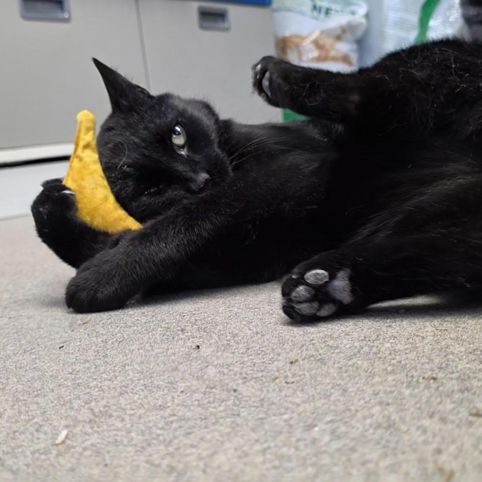 Enlarge Jelly Bean, a ADOPTABLE mixed breed in Smithtown, NY image 3/4