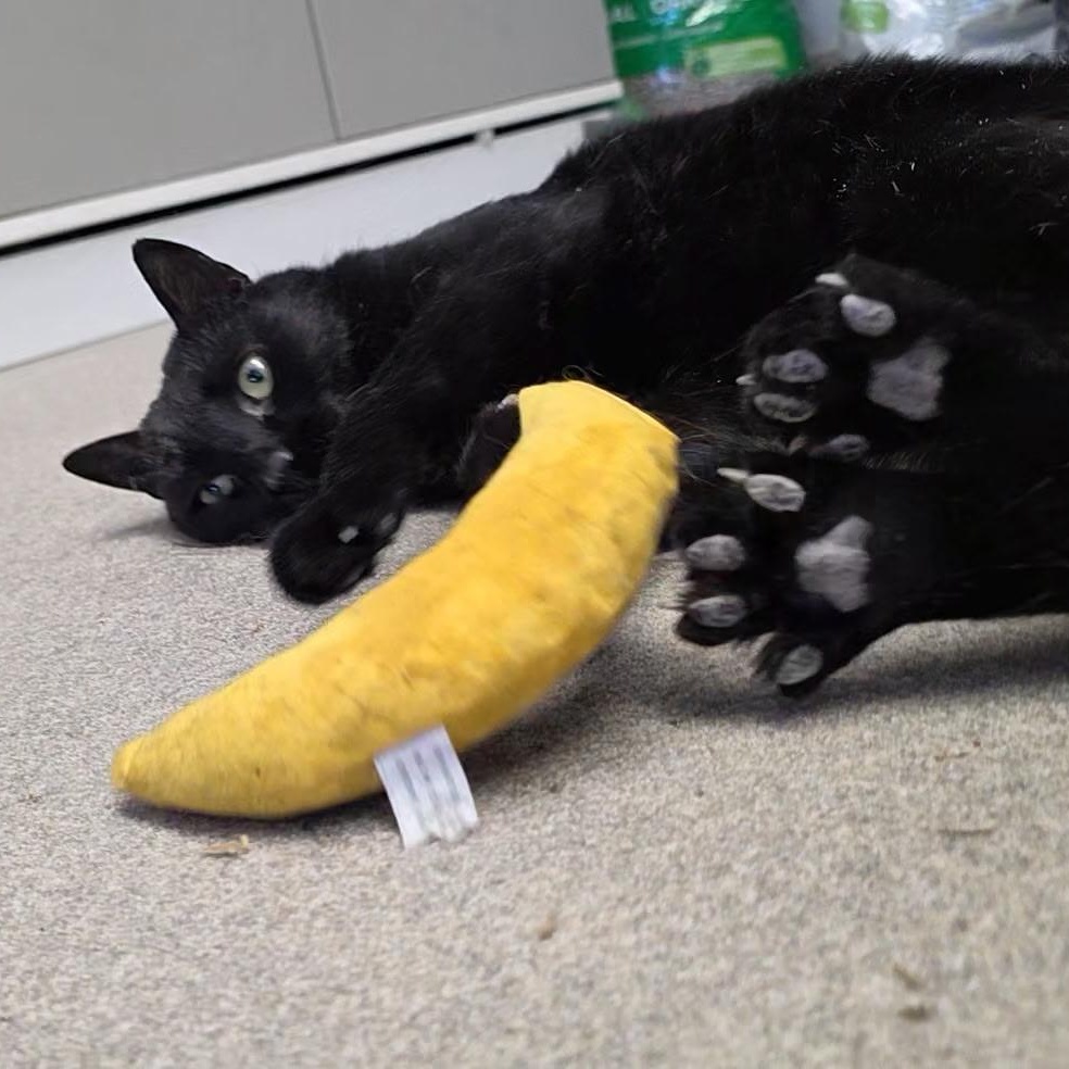 Enlarge Jelly Bean, a ADOPTABLE mixed breed in Smithtown, NY image 2/4