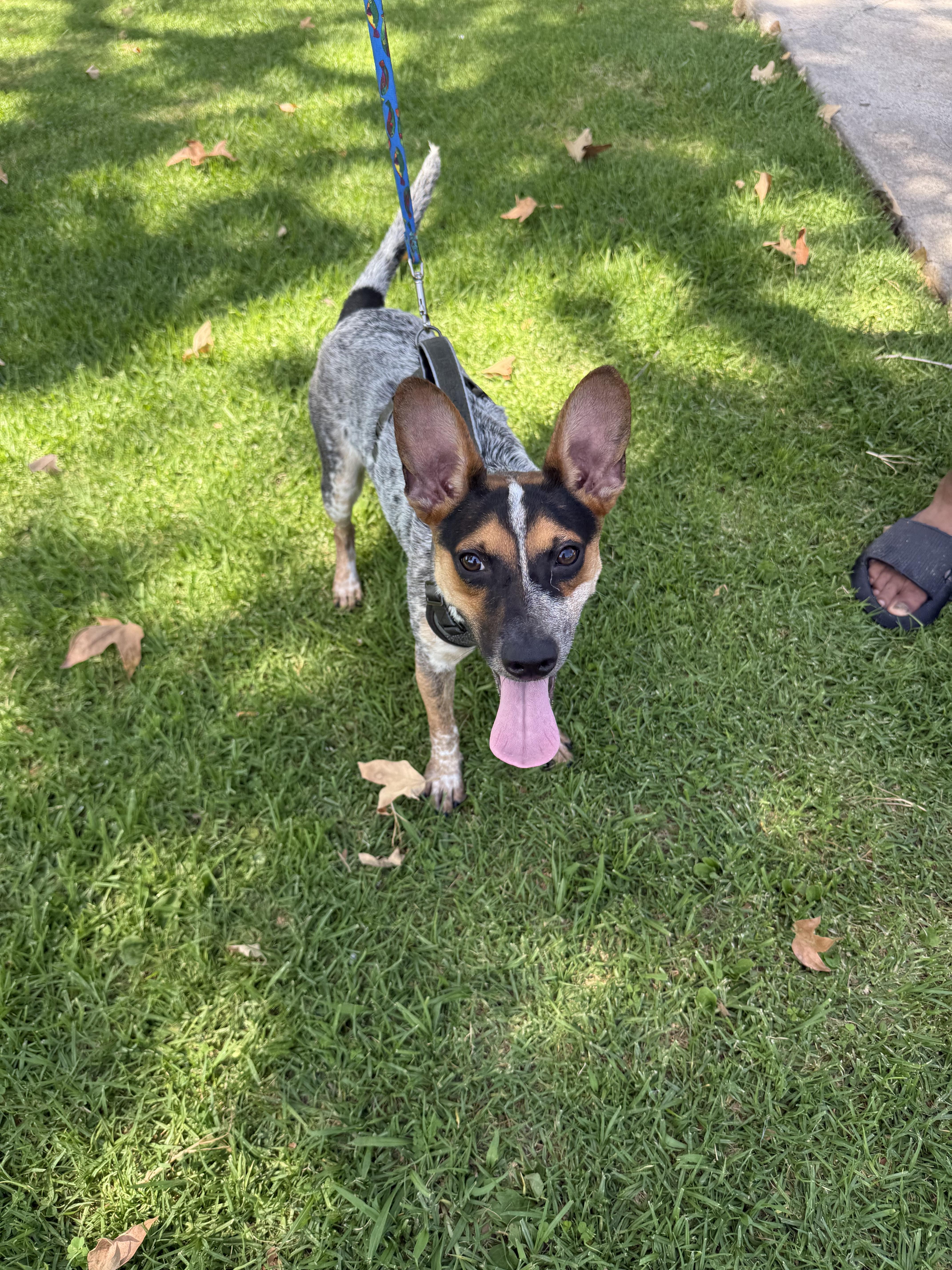 Enlarge Jax, a Adoptable Lancashire Heeler in Chula Vista, CA image 1/4