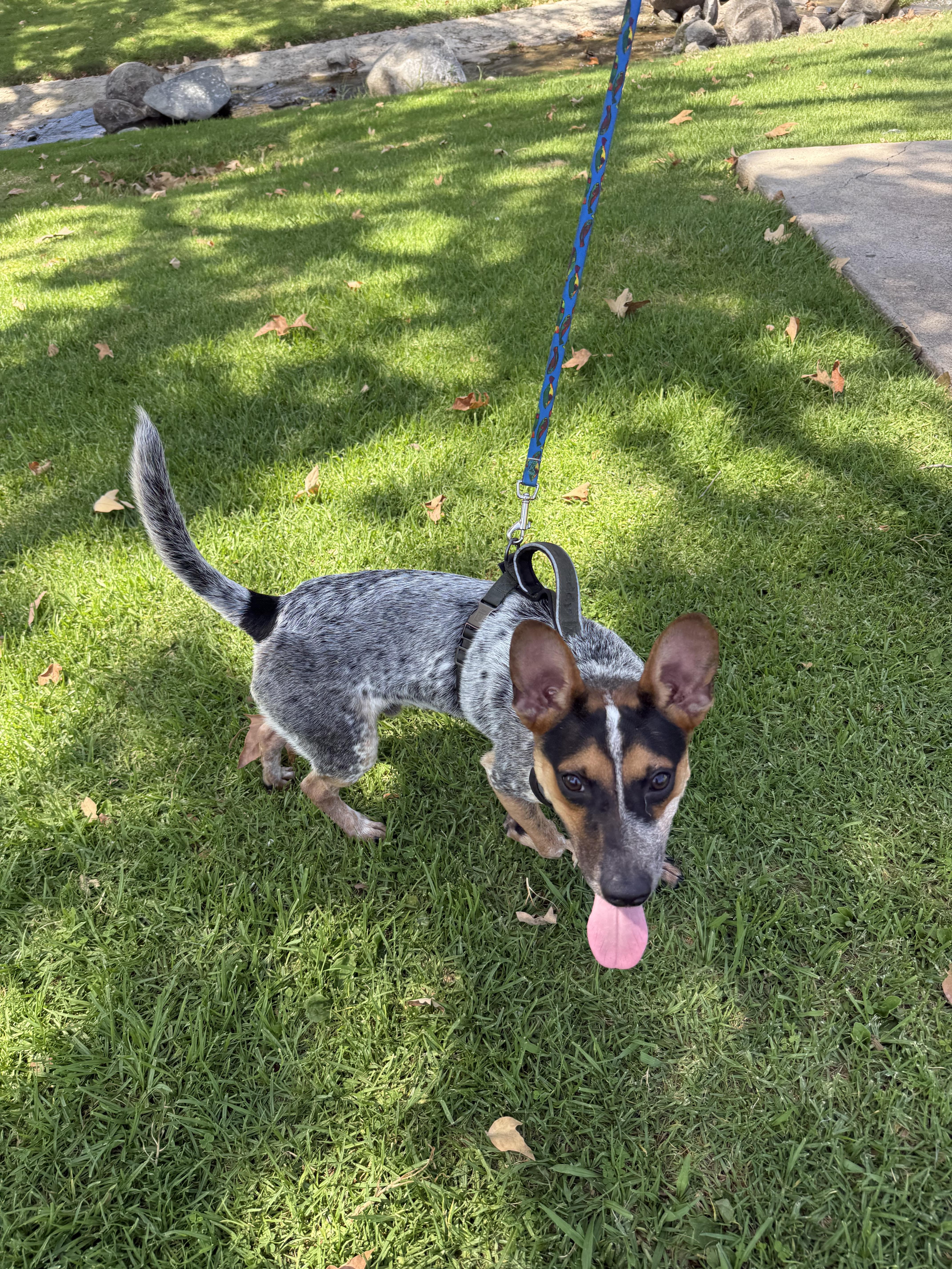Enlarge Jax, a Adoptable Lancashire Heeler in Chula Vista, CA image 2/4