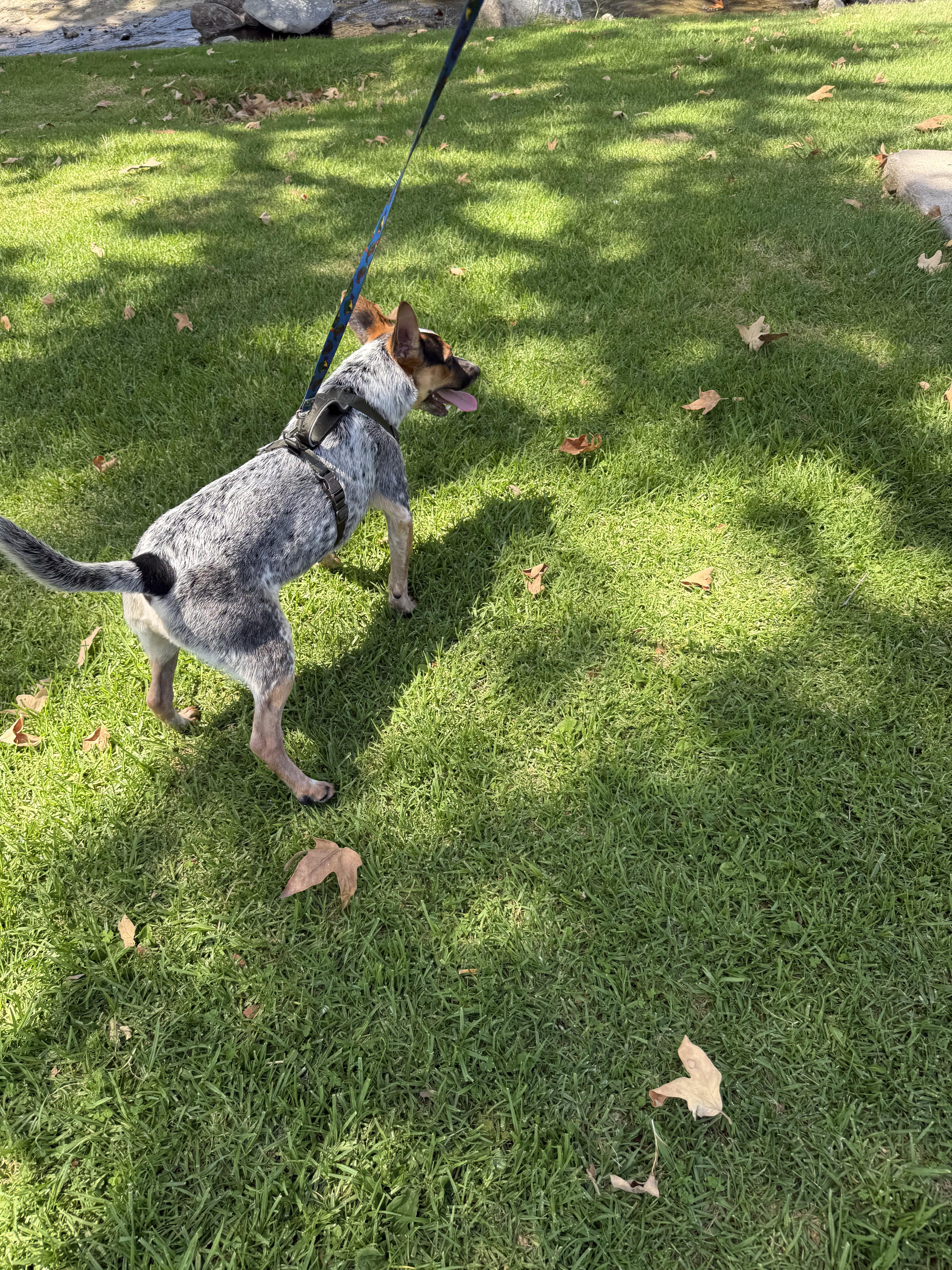 Enlarge Jax, a Adoptable Lancashire Heeler in Chula Vista, CA image 3/4