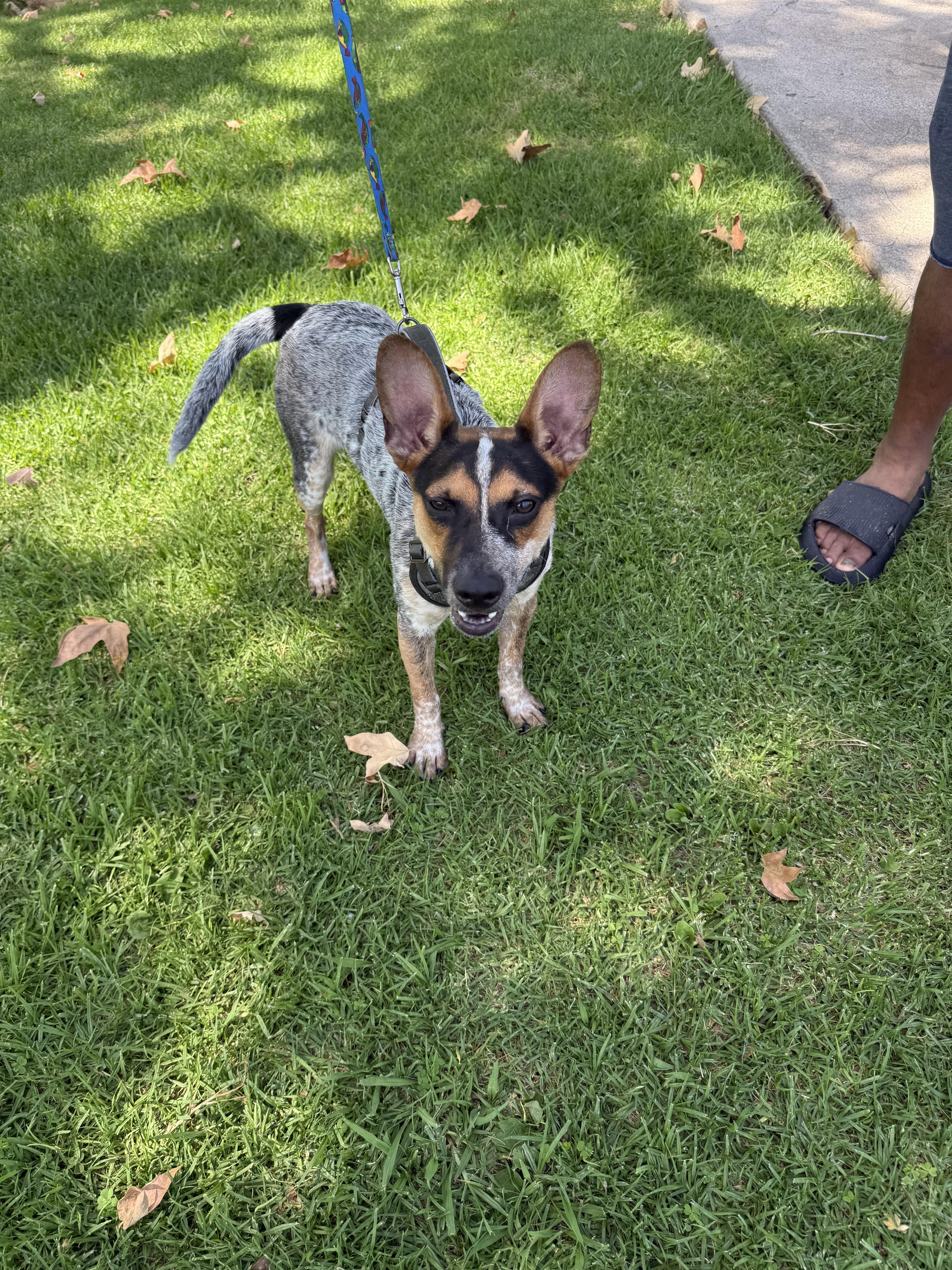 Enlarge Jax, a Adoptable Lancashire Heeler in Chula Vista, CA image 4/4