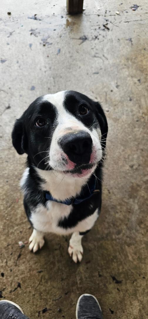 Enlarge DALE DINNAMONE, a Adoptable Border Collie in Du Quoin, IL image 1/2