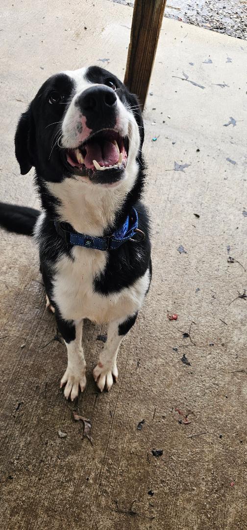 Enlarge DALE DINNAMONE, a Adoptable Border Collie in Du Quoin, IL image 2/2