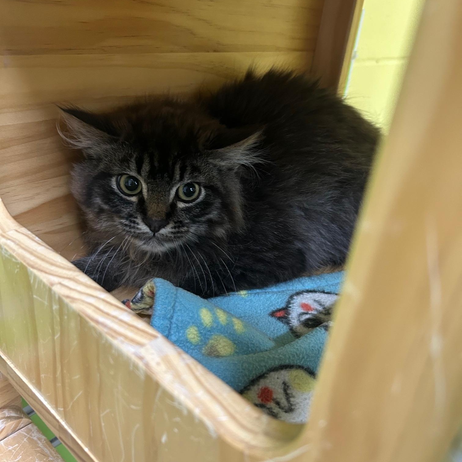 Gander, Adoptable, Young Male Domestic Long Hair.