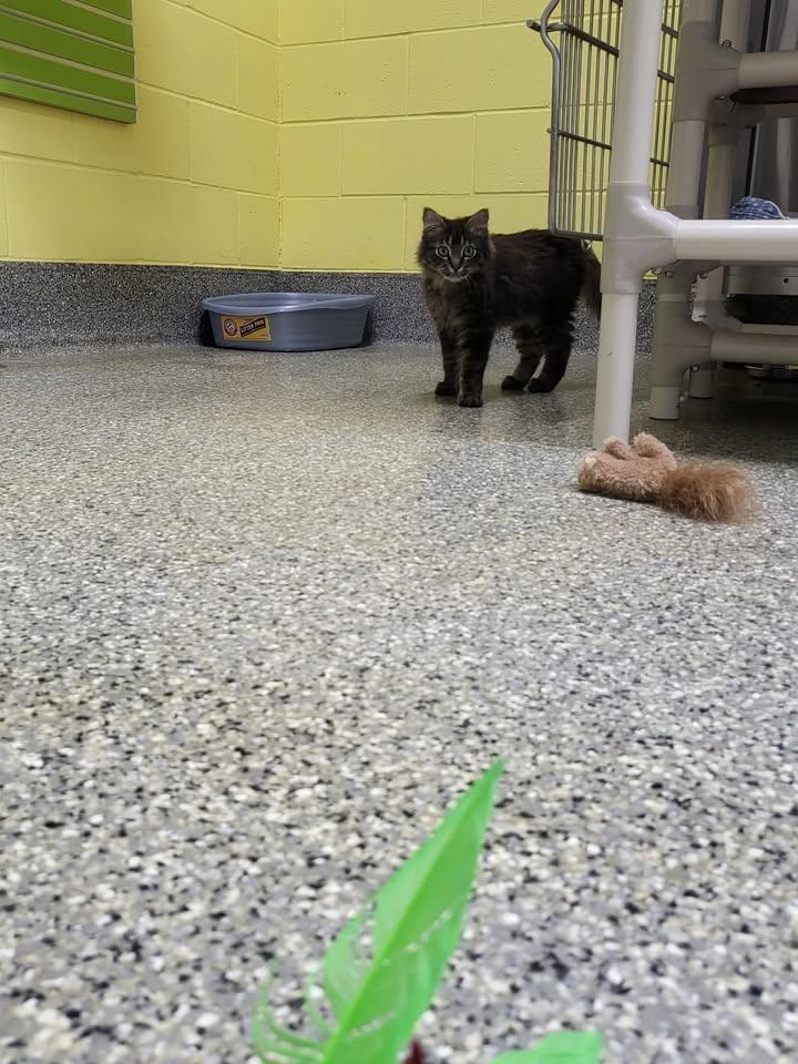 Enlarge Gander, an adopted Domestic Long Hair in Homer, AK image 4/4