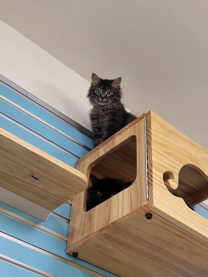 Enlarge Gander, an adopted Domestic Long Hair in Homer, AK image 3/4