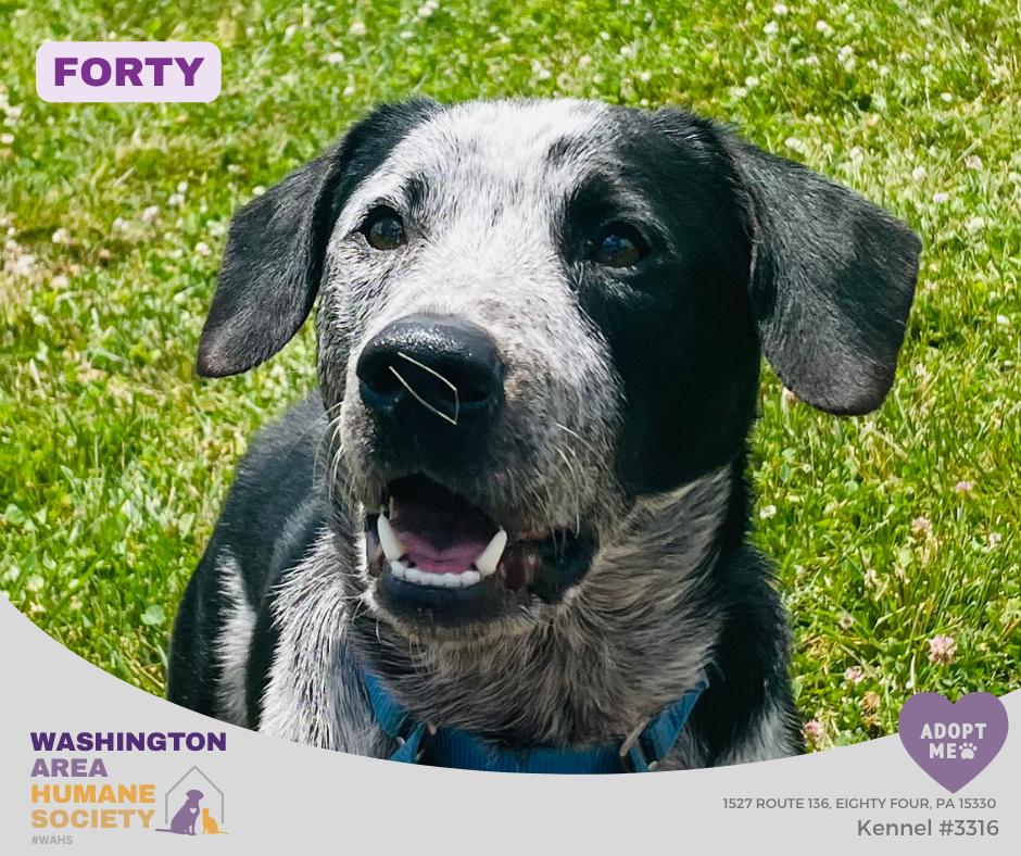Forty, ADOPTABLE, Adult Male Australian Cattle Dog / Blue Heeler.