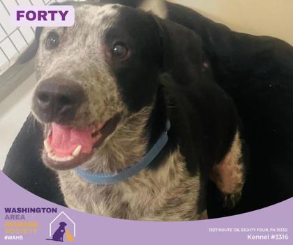 Forty, ADOPTABLE, Adult Male Australian Cattle Dog / Blue Heeler.
