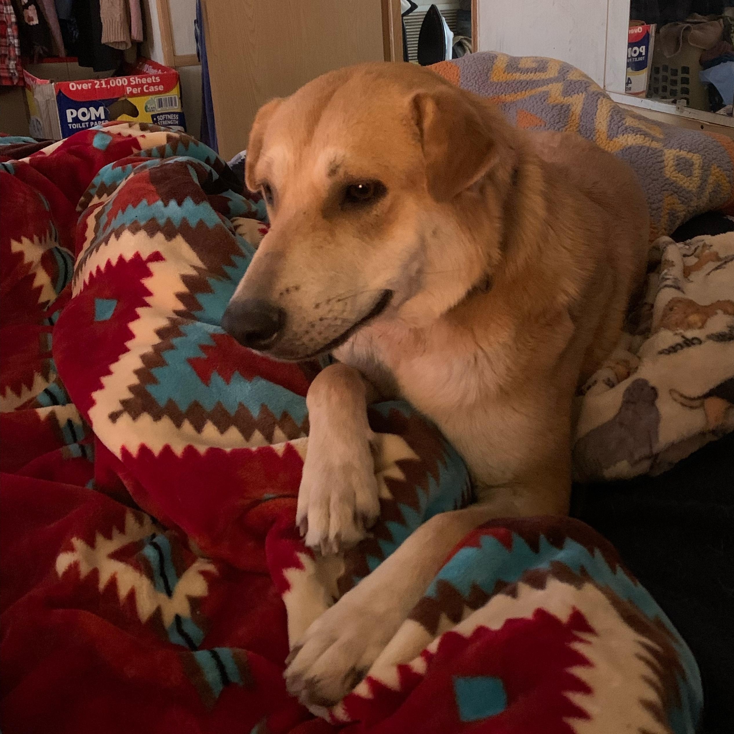 Penny, Adoptable, Young Female Shepherd.