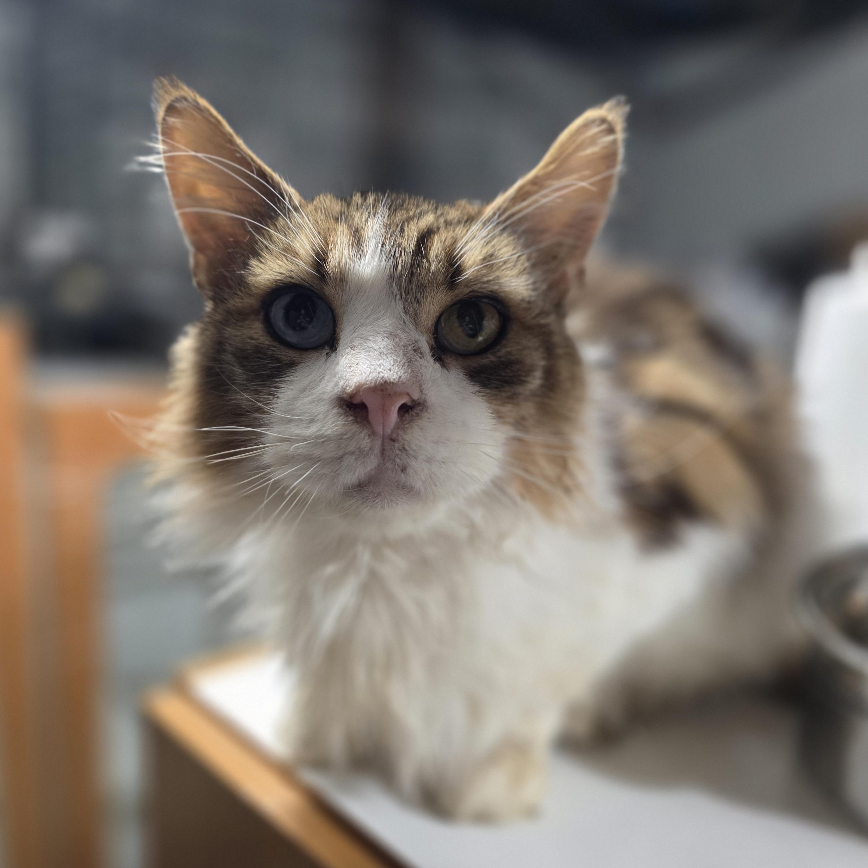 Enlarge Zarian, a ADOPTABLE mixed breed in Mastic beach, NY image 4/4