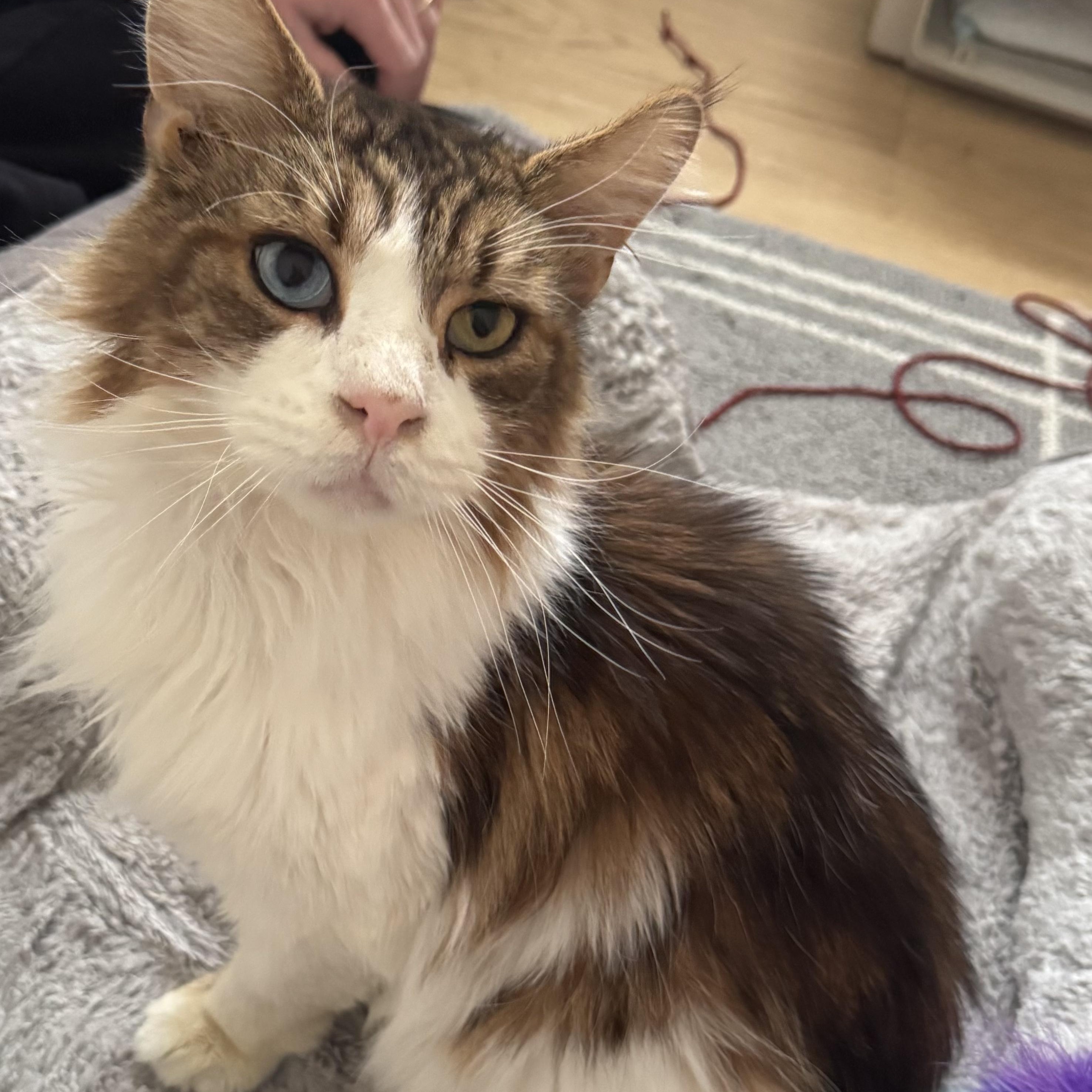 Zarian, ADOPTABLE, Adult Male Maine Coon.