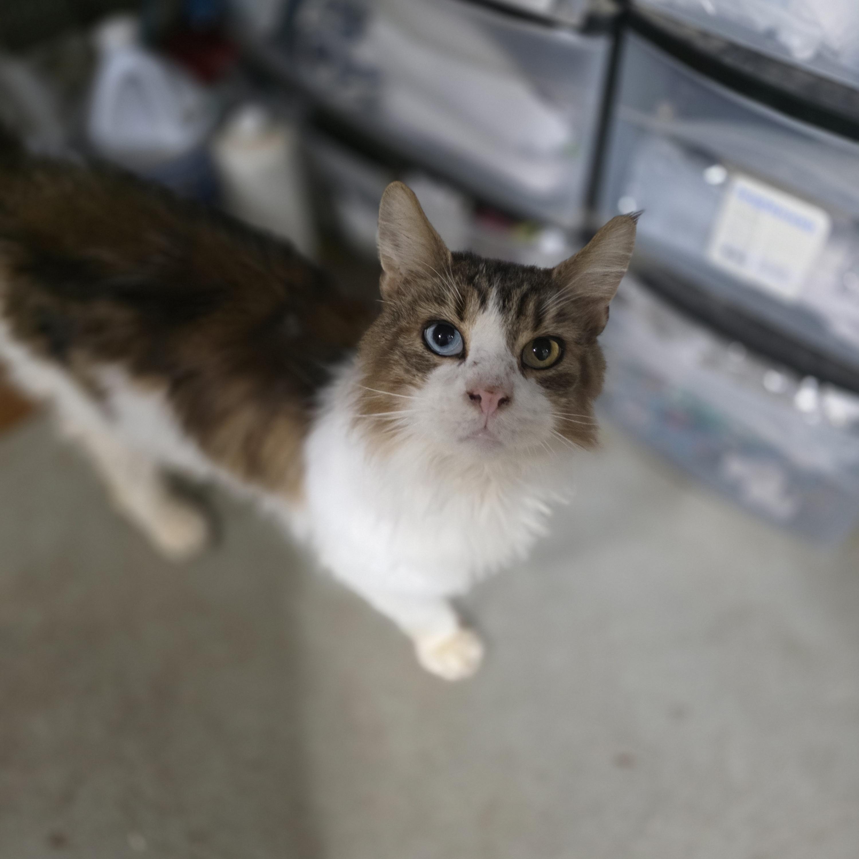 Enlarge Zarian, a ADOPTABLE mixed breed in Mastic beach, NY image 3/4