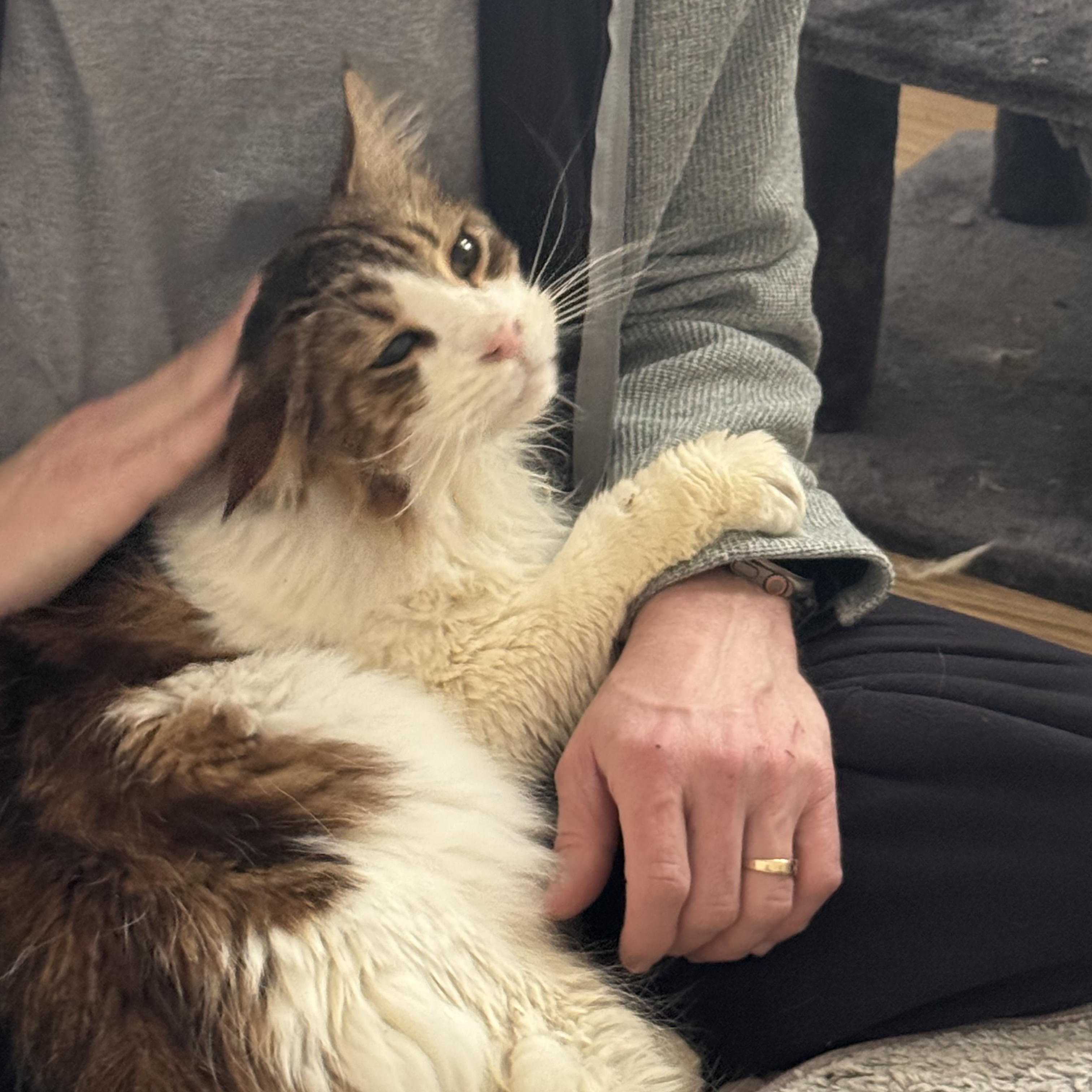 Enlarge Zarian, a ADOPTABLE mixed breed in Mastic beach, NY image 2/4