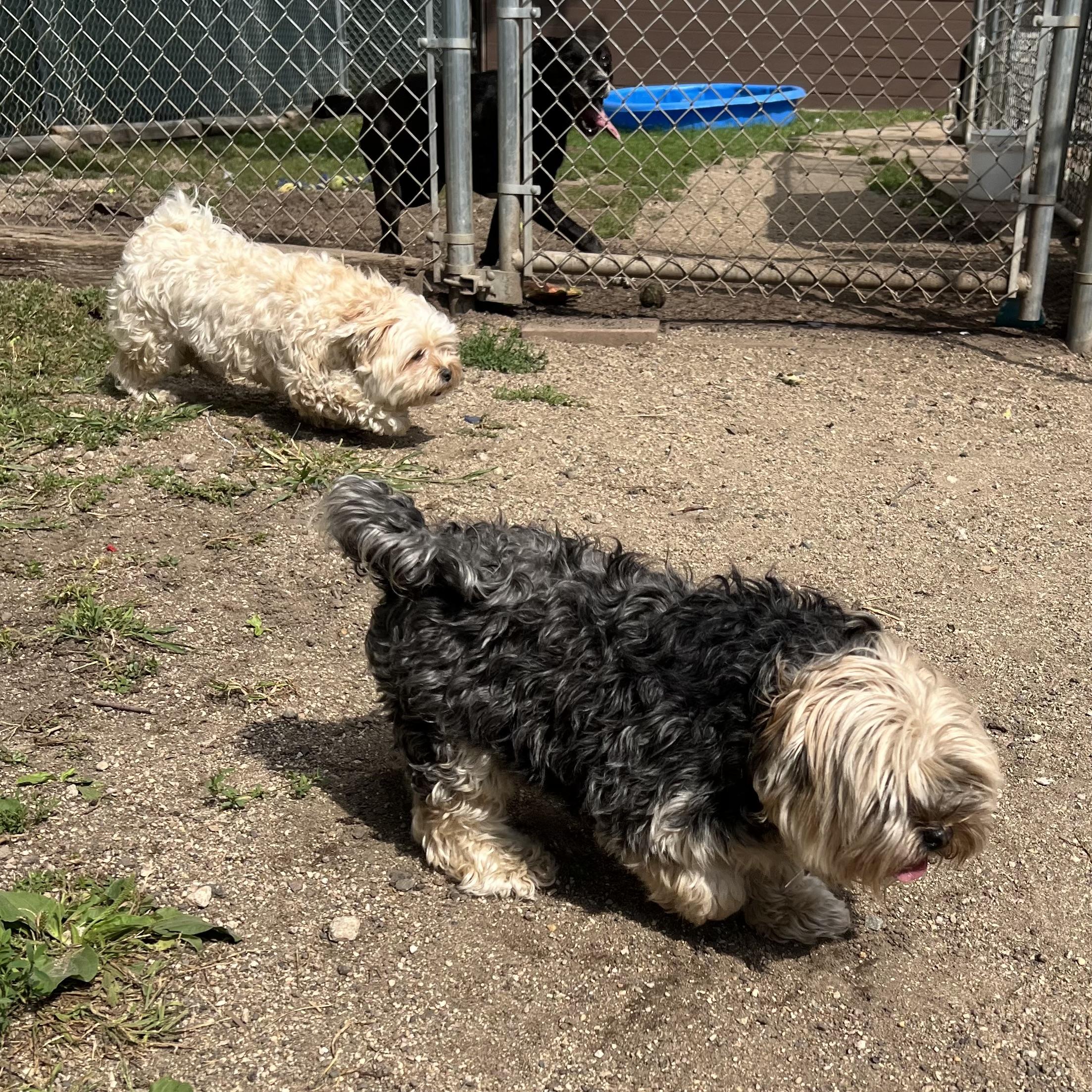 Allie & Baxter (bonded pair)