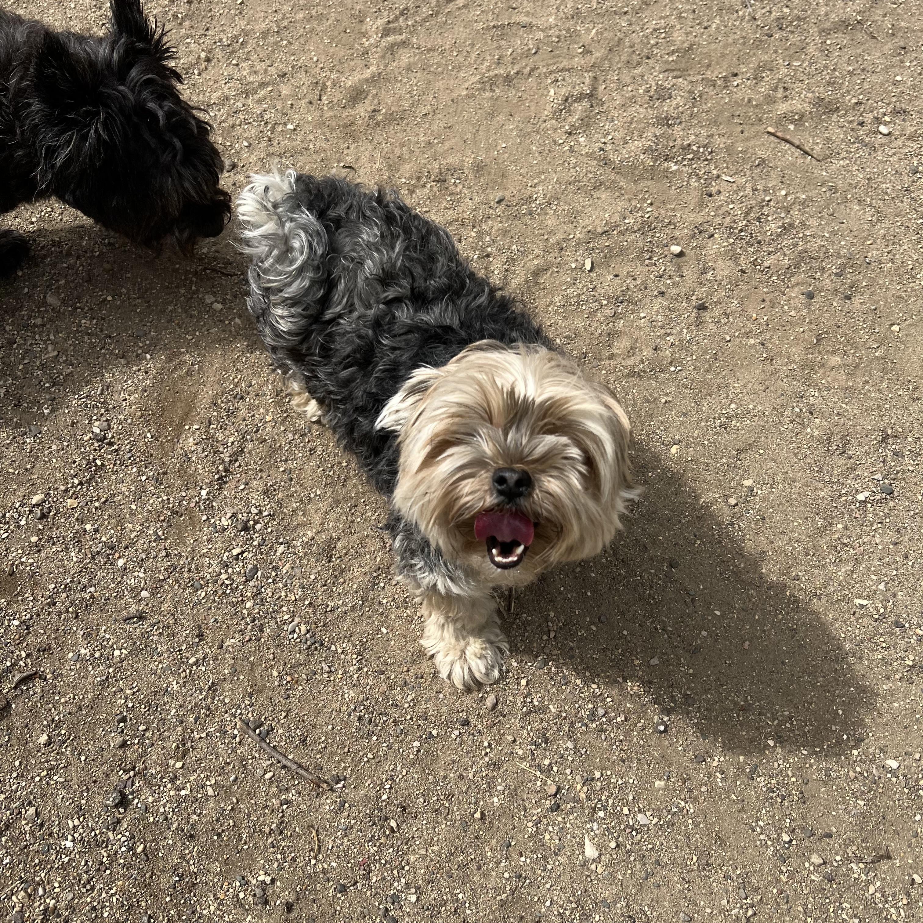 Allie & Baxter (bonded pair)