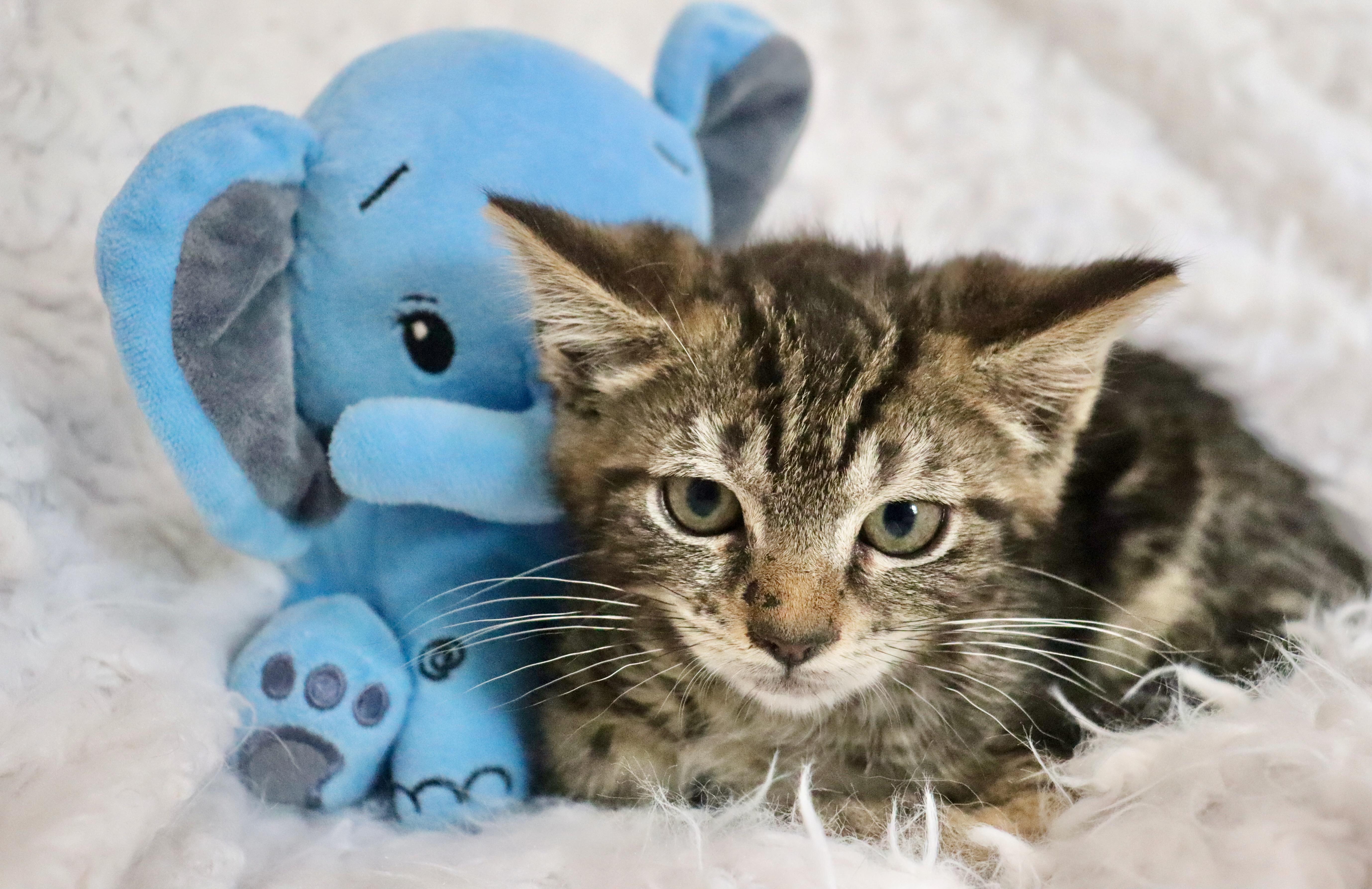 Archer, Adoptable, Kitten Male Tabby.