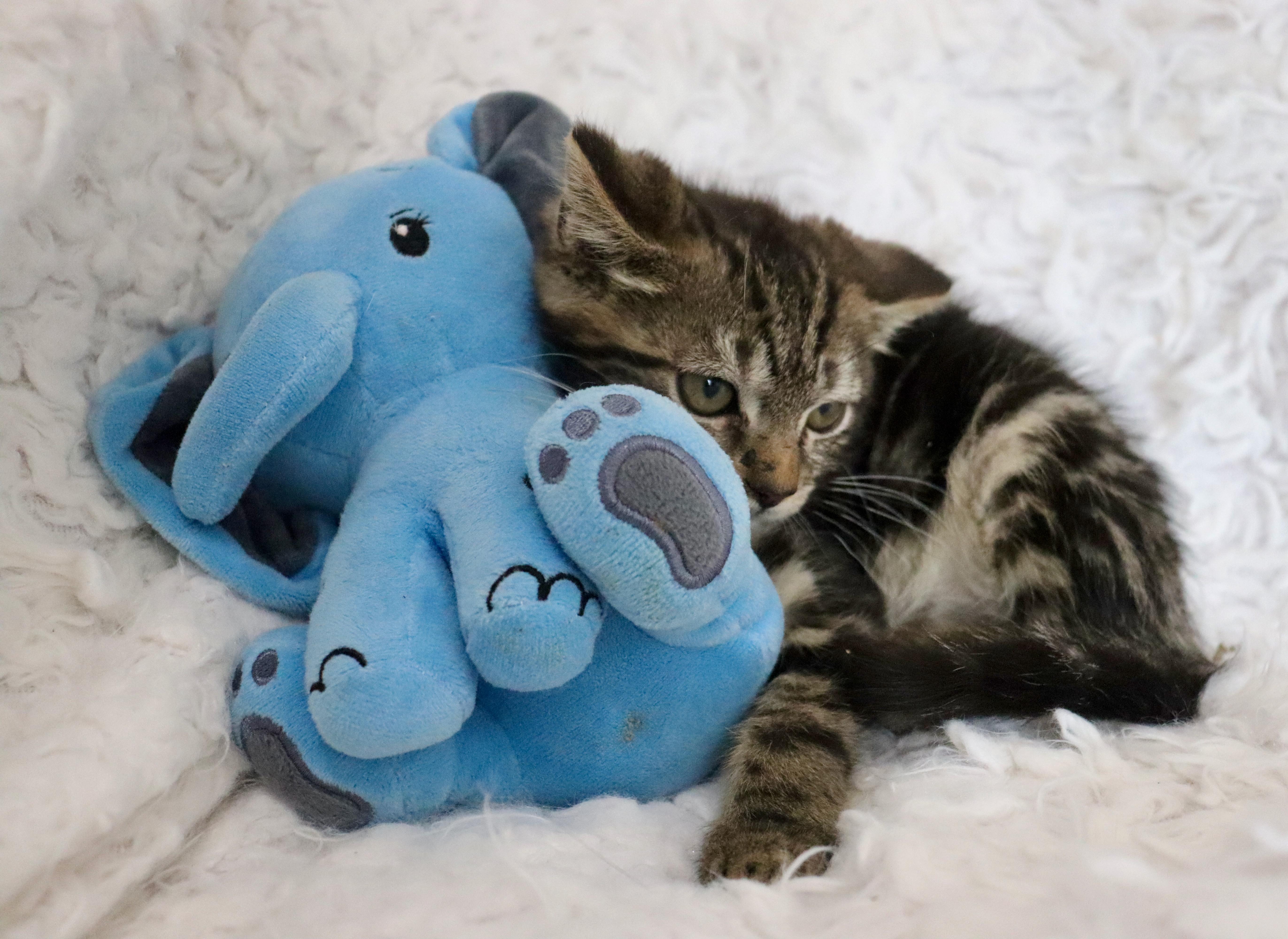 Enlarge Archer, a Adoptable mixed breed in Saint Augustine, FL image 2/5