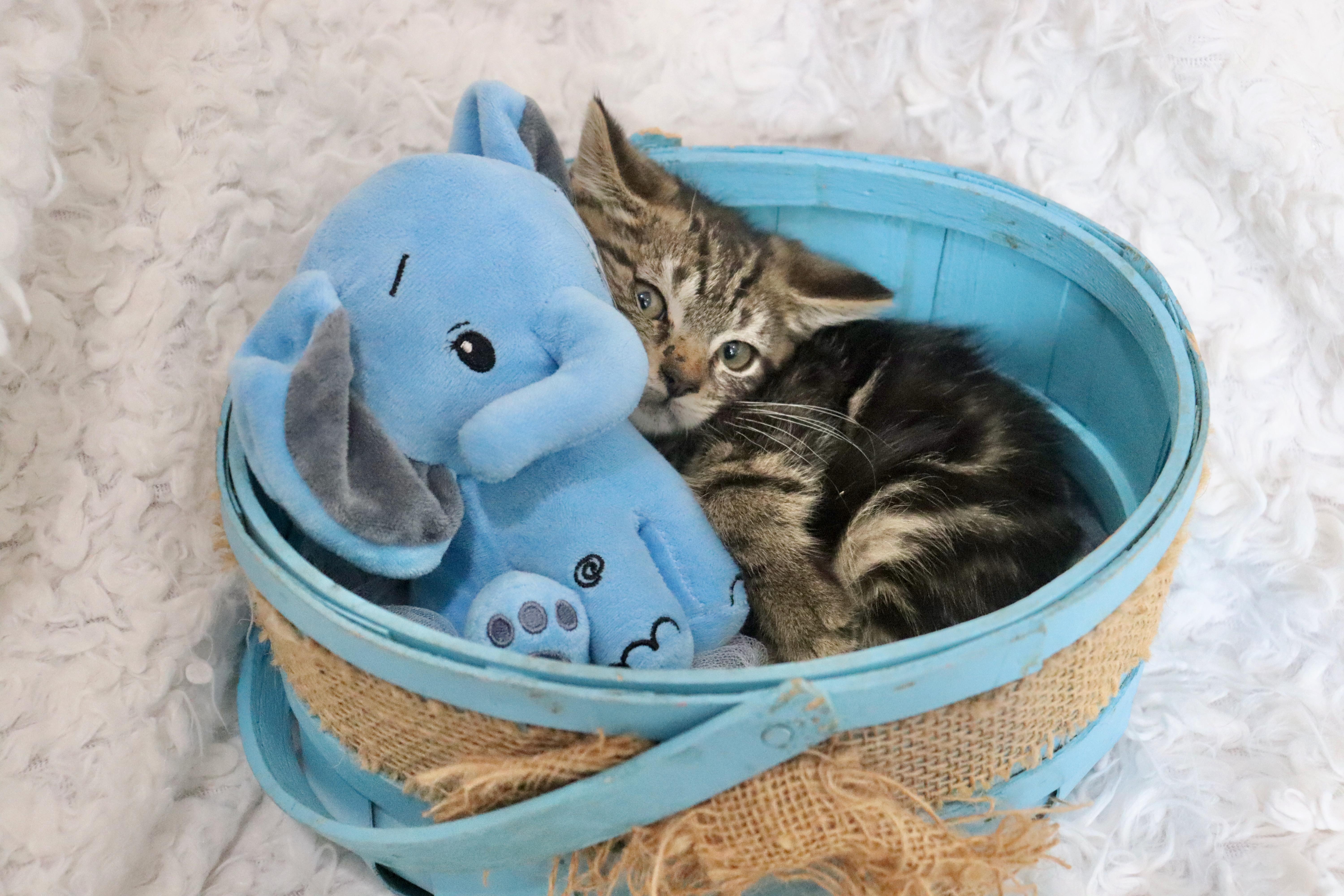 Enlarge Archer, a Adoptable mixed breed in Saint Augustine, FL image 3/5